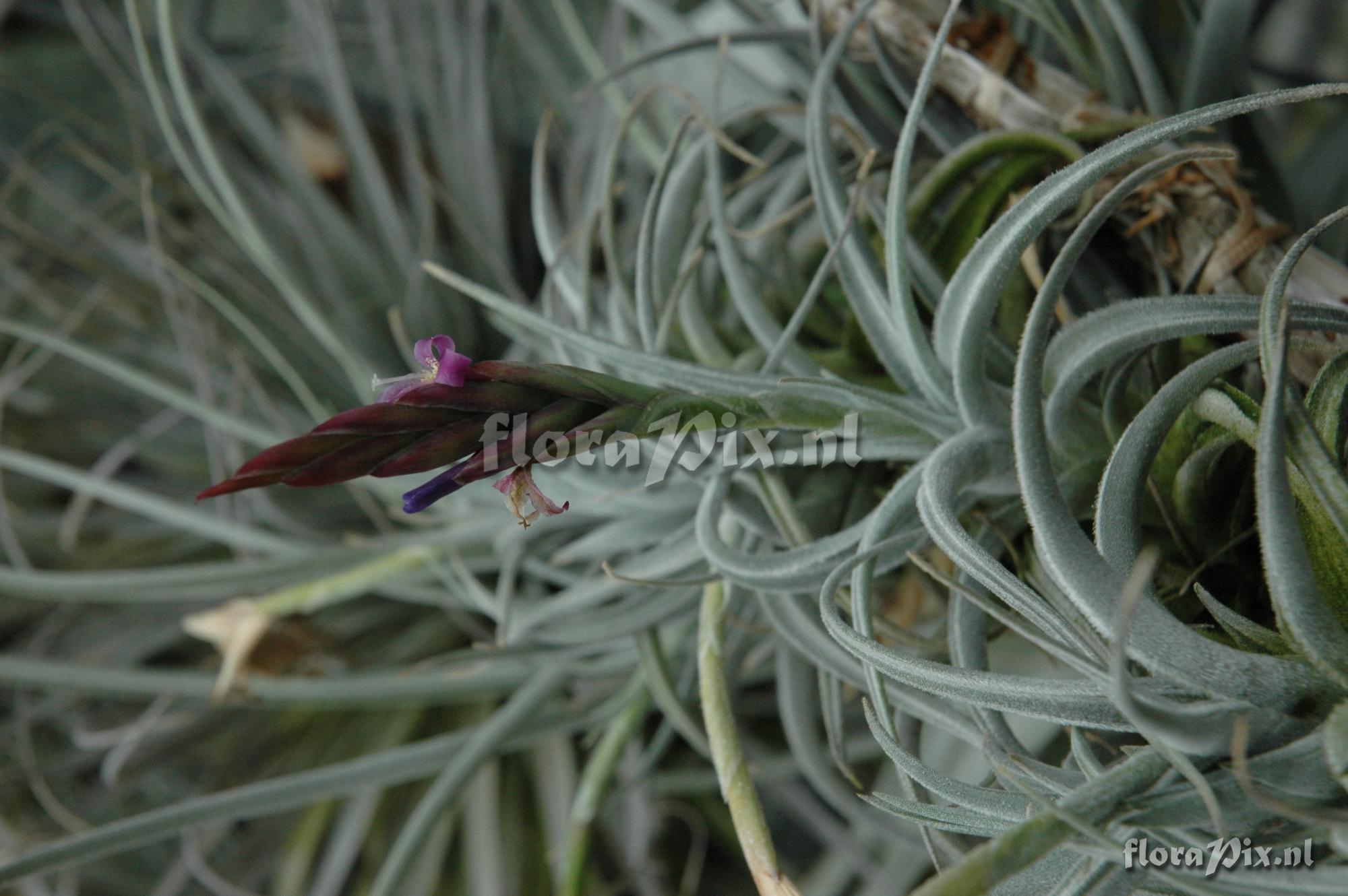 Tillandsia cardenasii