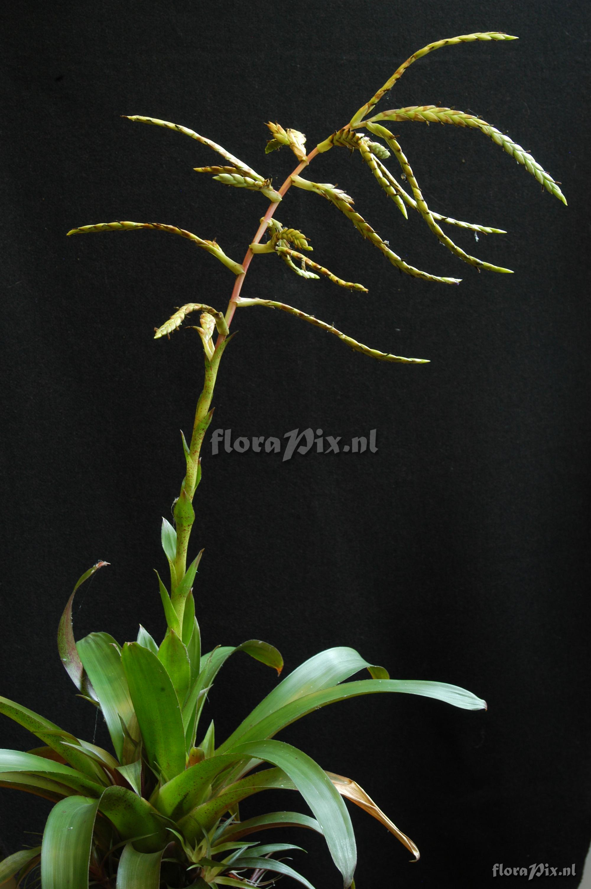 Tillandsia cf. pyramidata