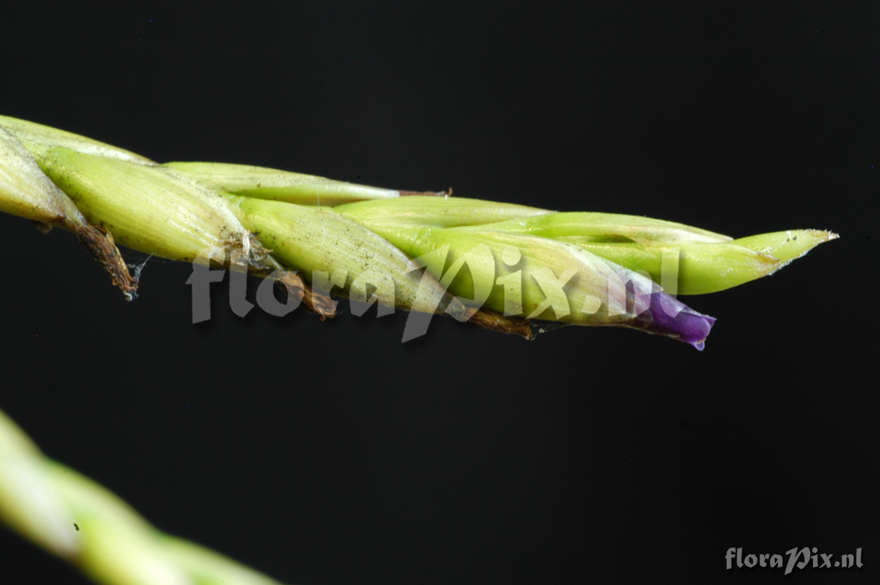 Tillandsia cf. pyramidata