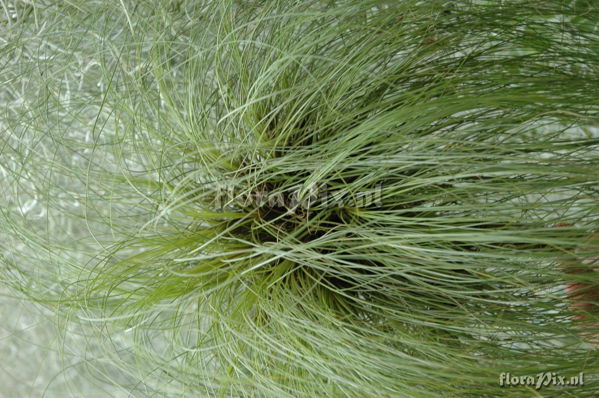 Tillandsia chaetophylla