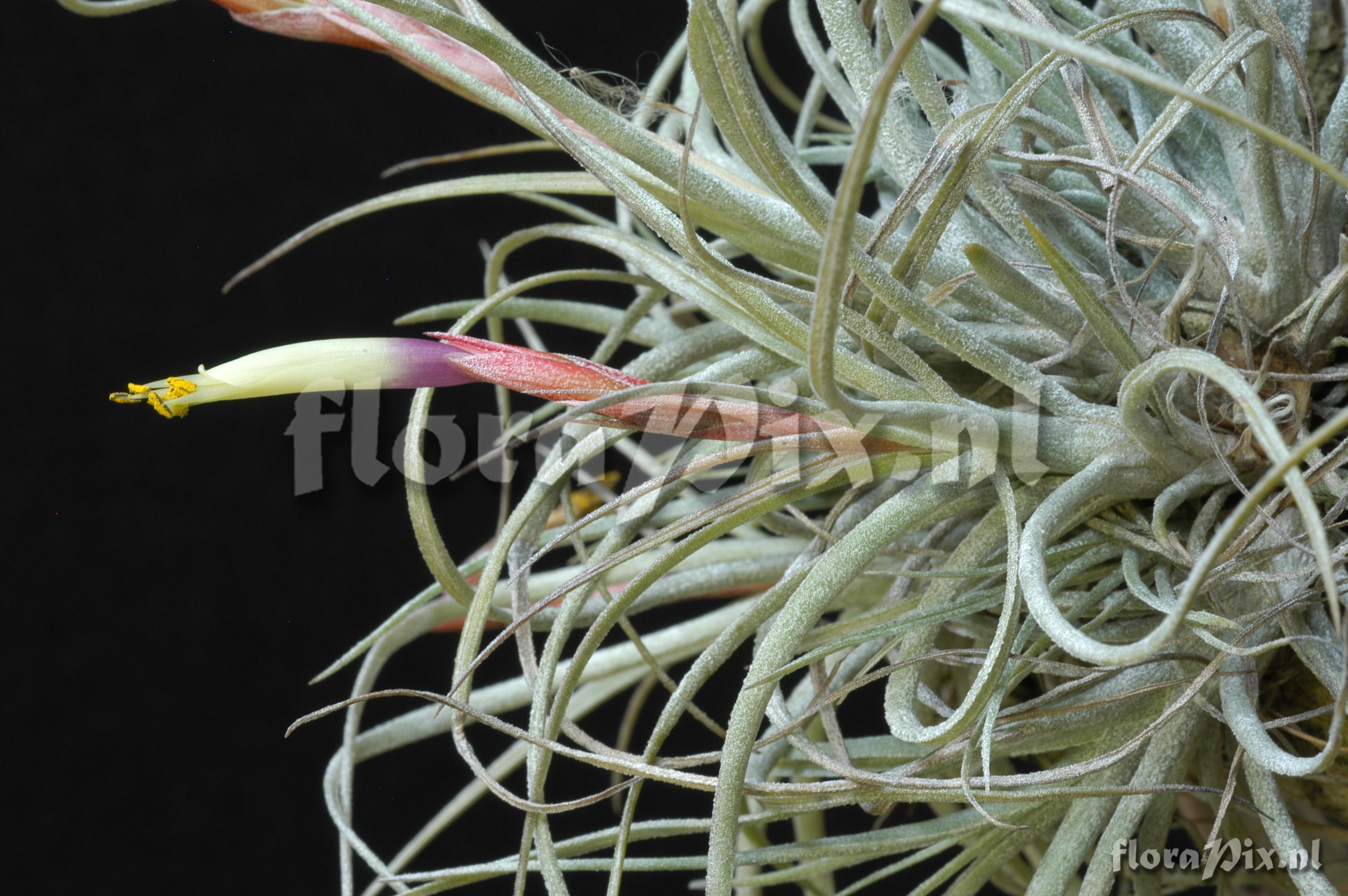 Tillandsia chapailillaensis