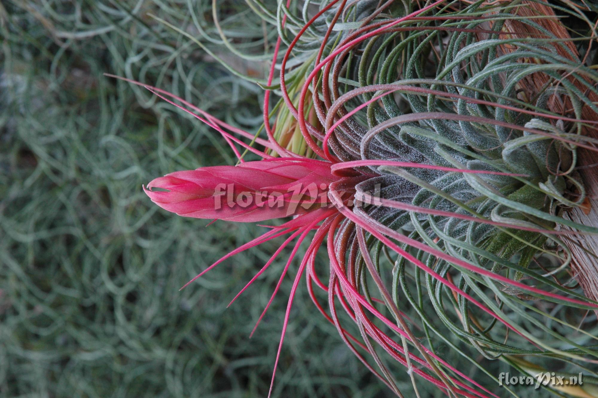 Tillandsia delicata