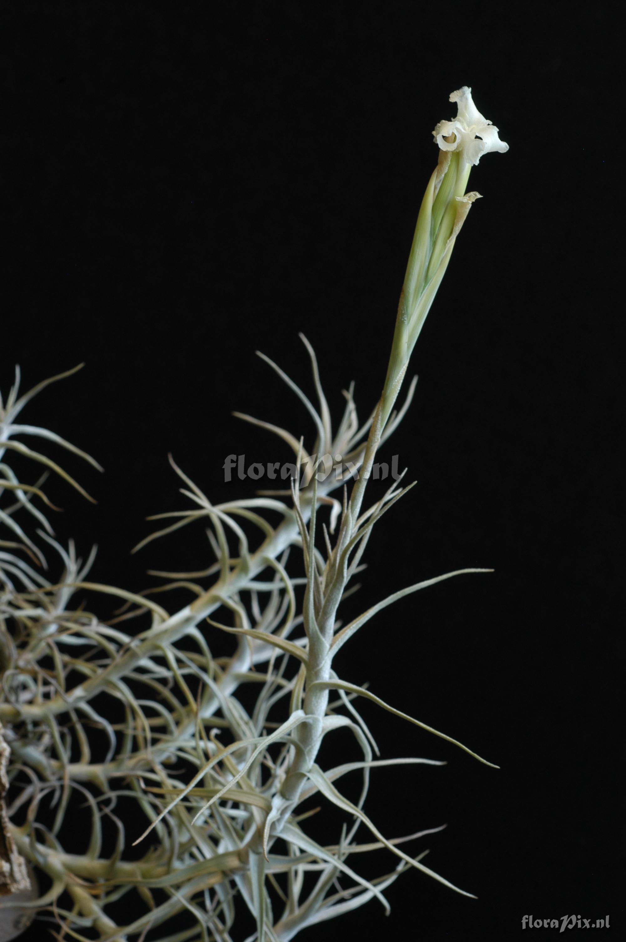 Tillandsia ionantha var. stricta  zaaddoos