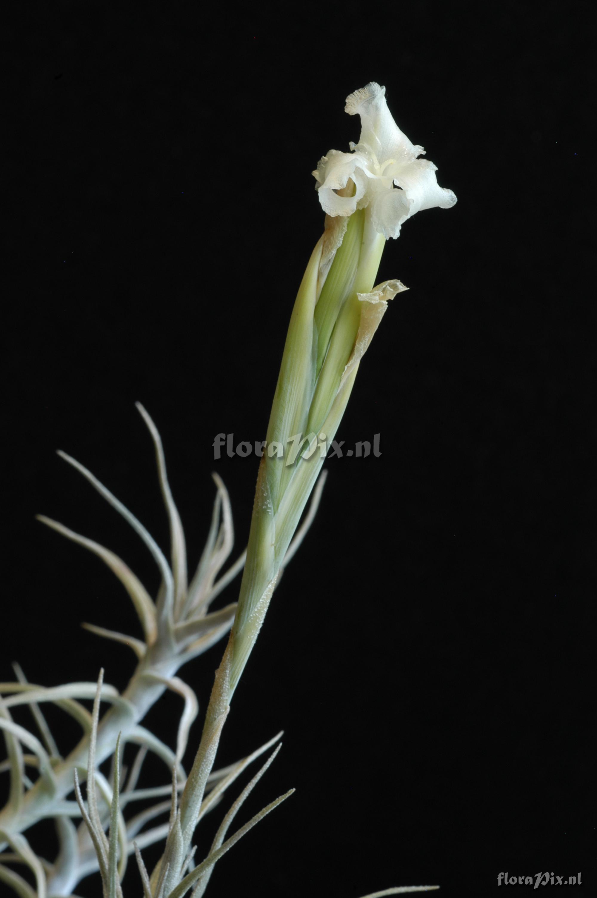 Tillandsia kautskyi 1997GR00702