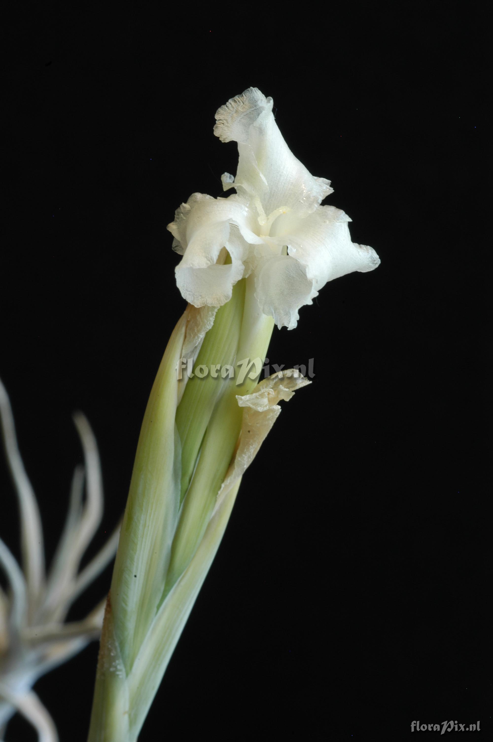 Tillandsia diaguitensis 2001GR01054