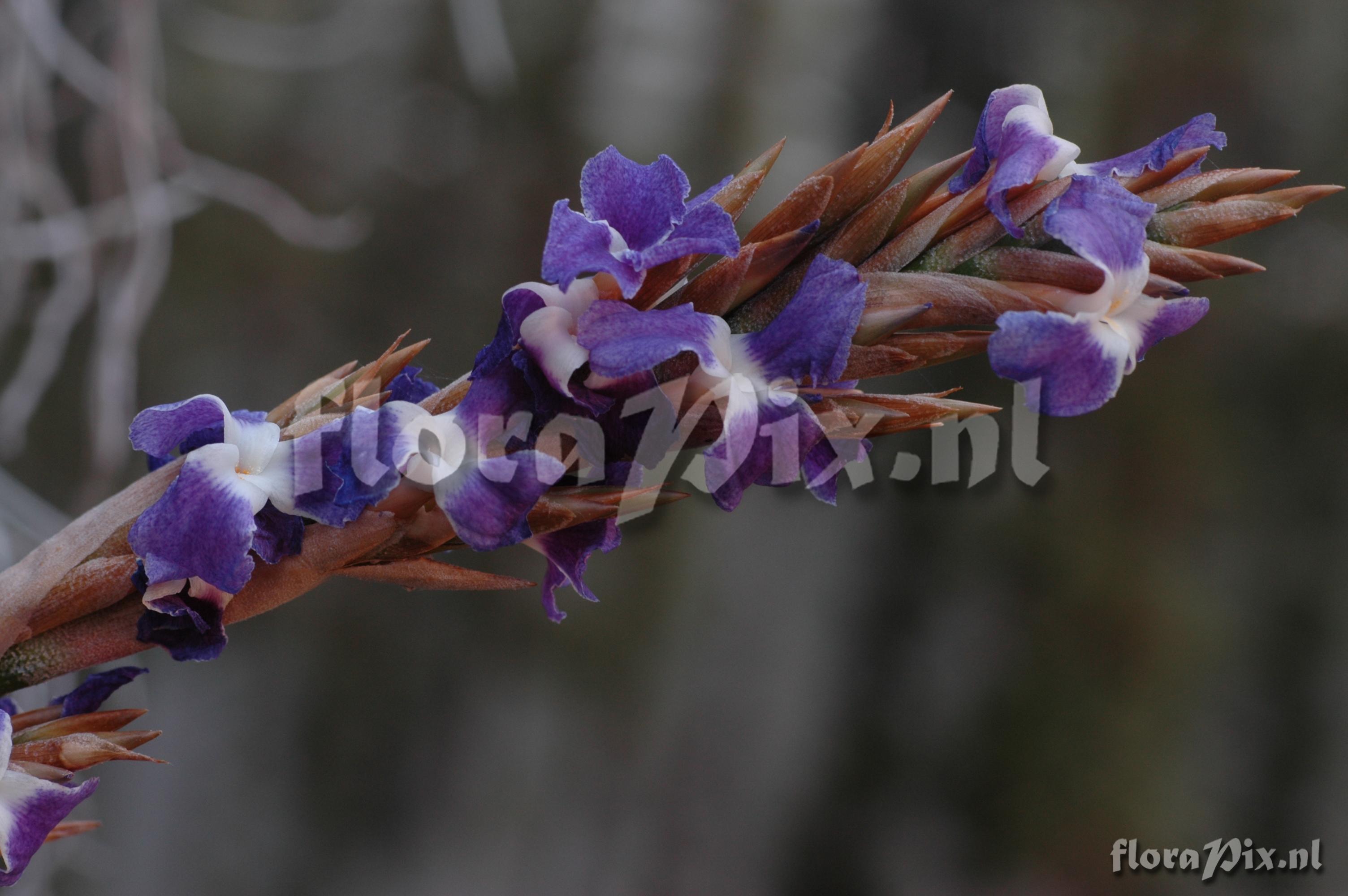 Tillandsia duratii