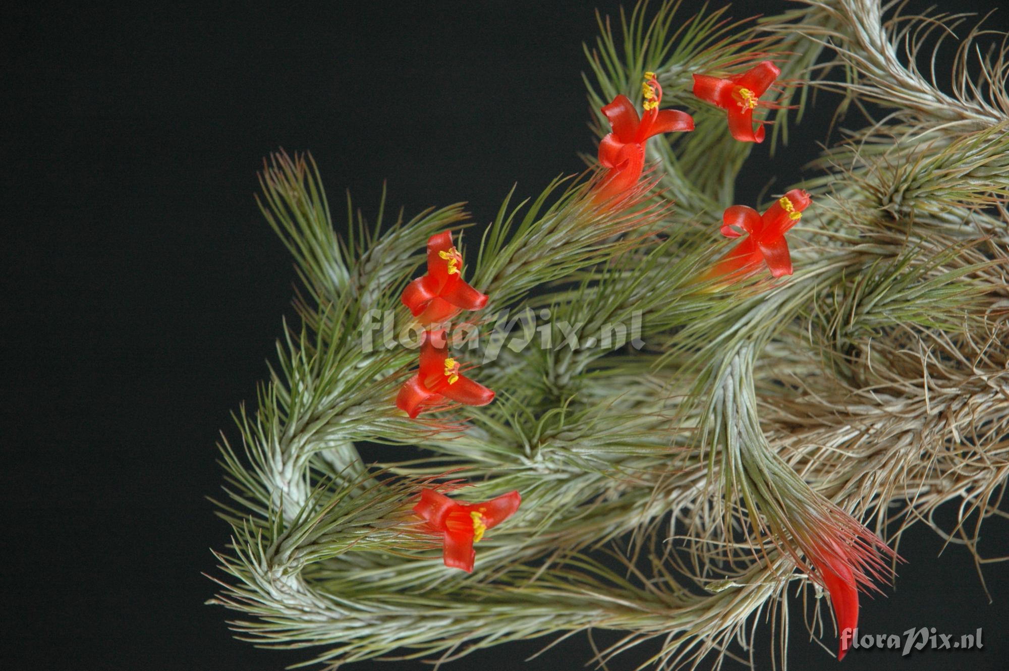 Tillandsia funckiana