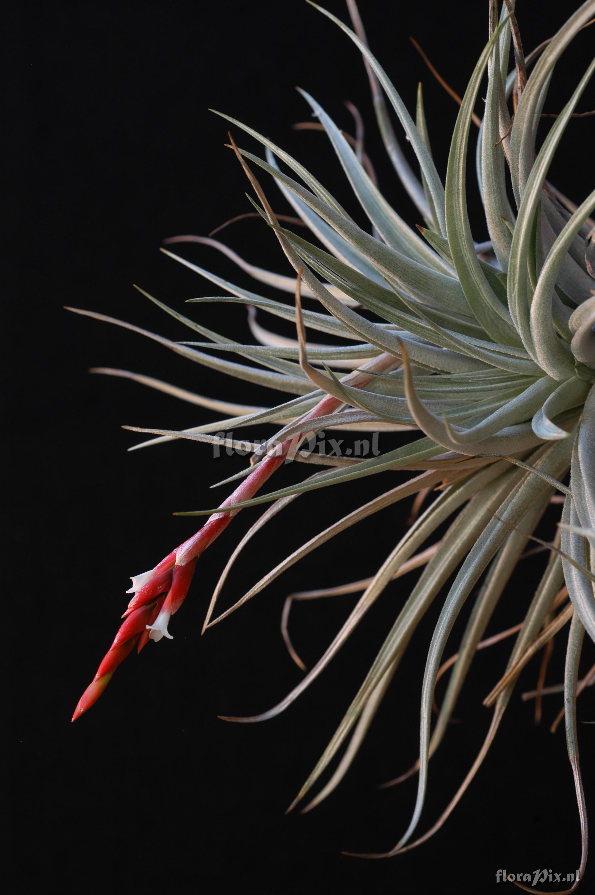 Tillandsia guelzii