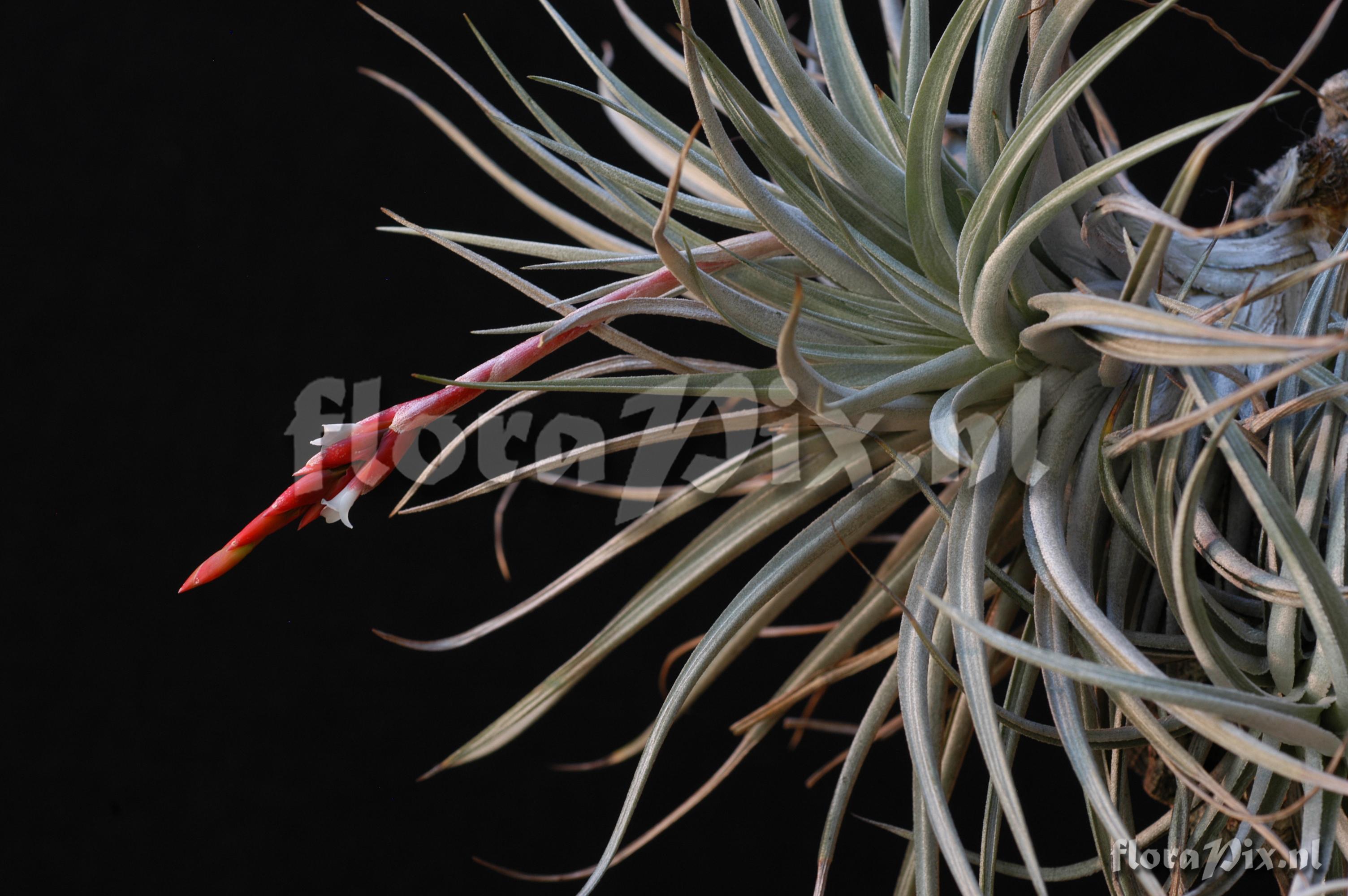 Tillandsia guelzii