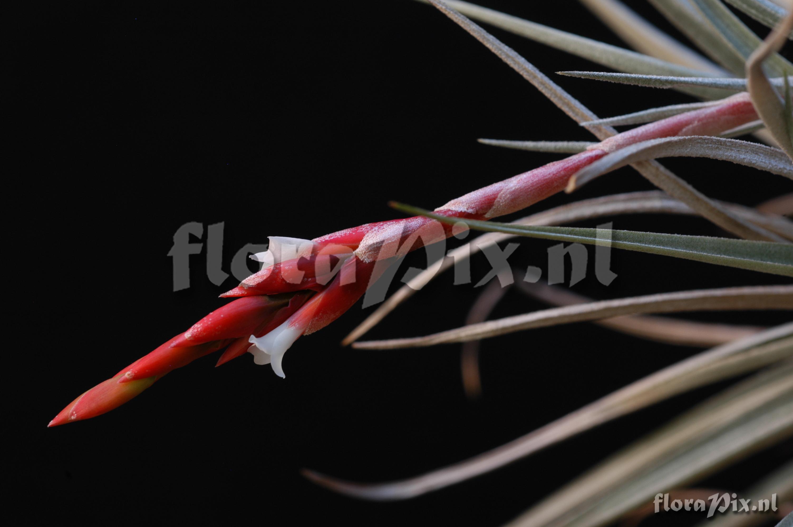 Tillandsia guelzii