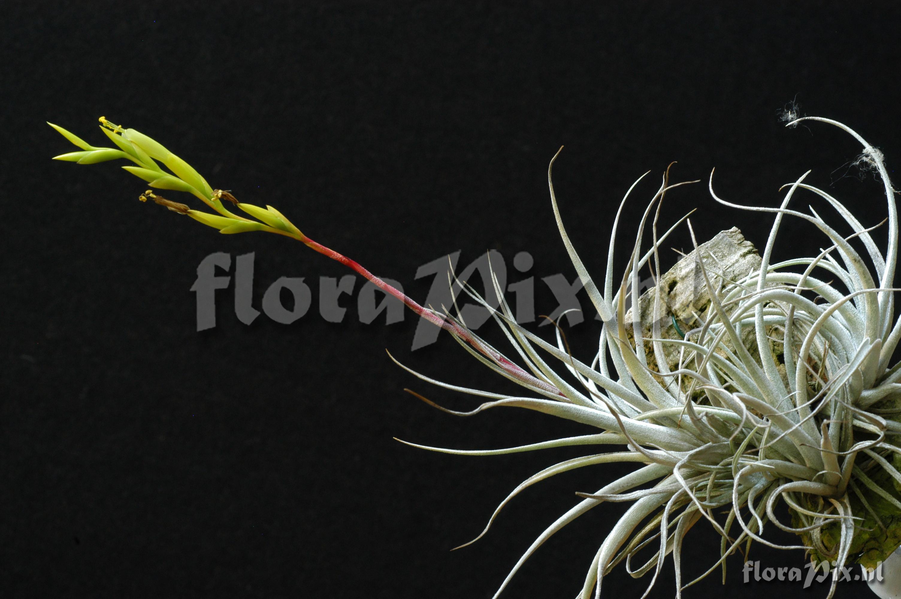 Tillandsia karwinskyana