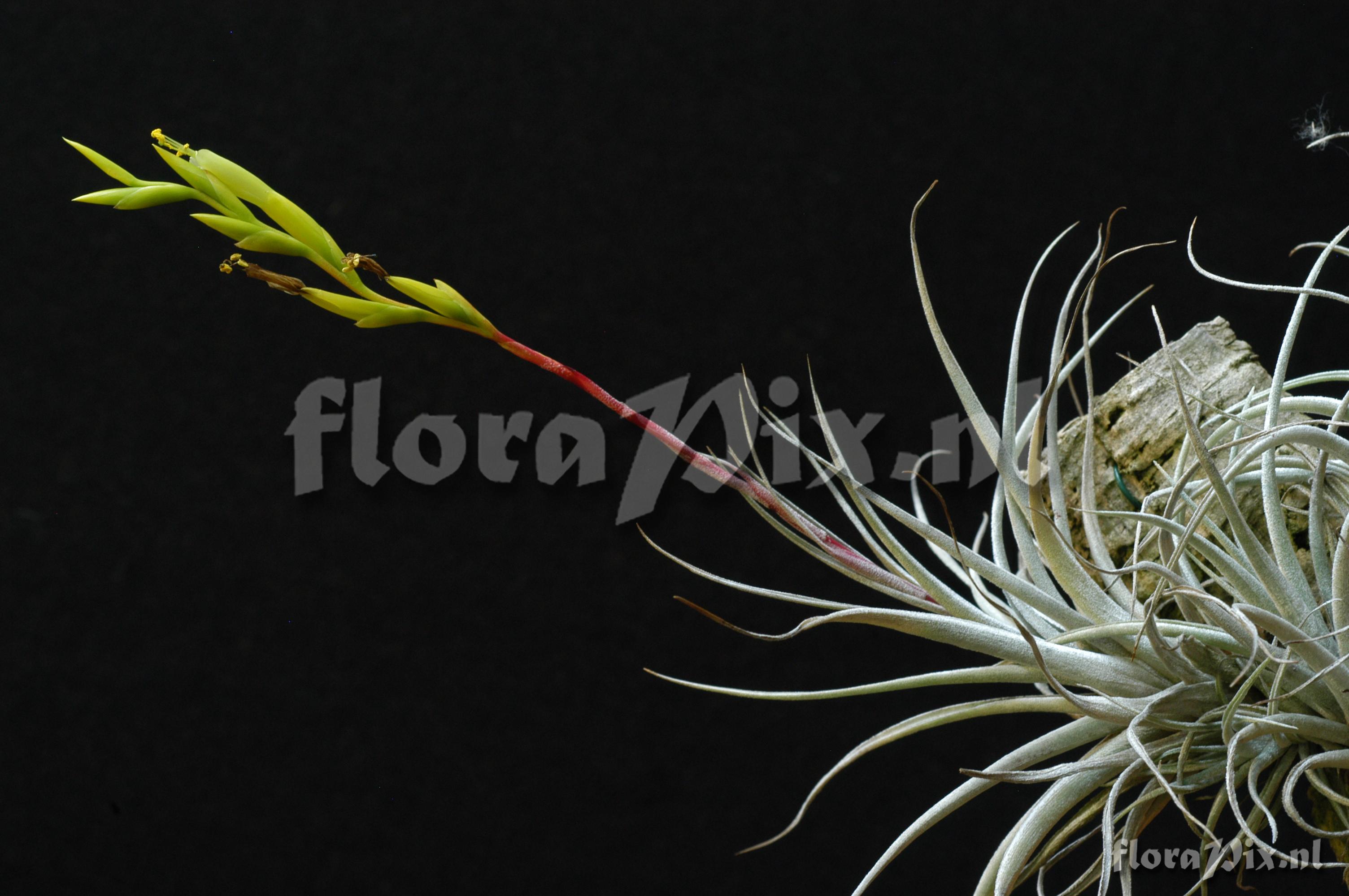 Tillandsia karwinskyana