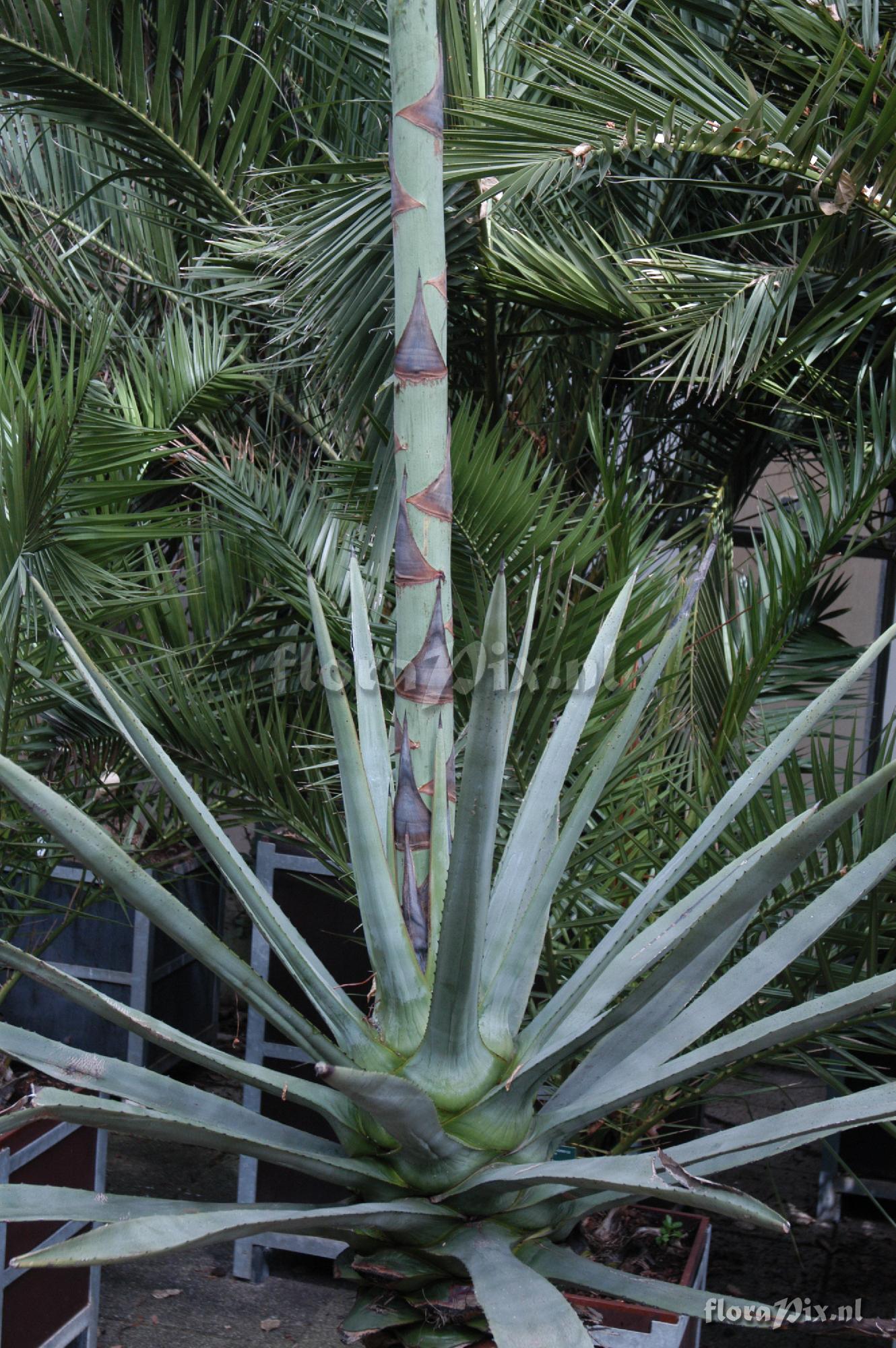 Agave fourcroydes