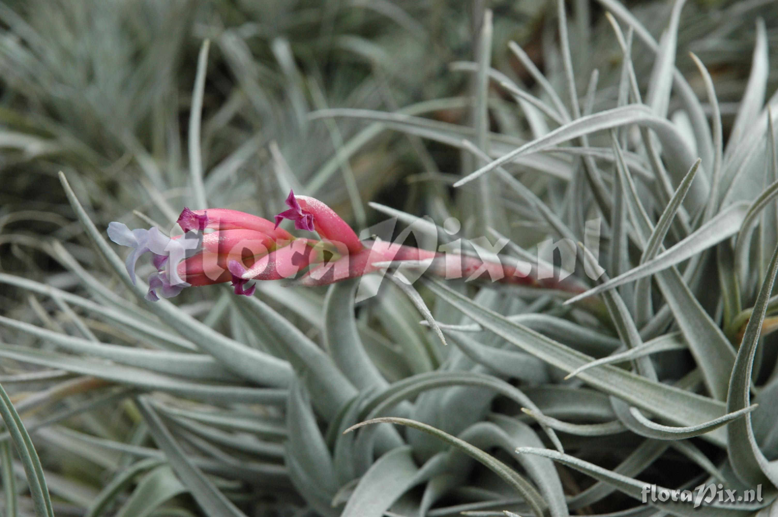 Tillandsia leonamiana