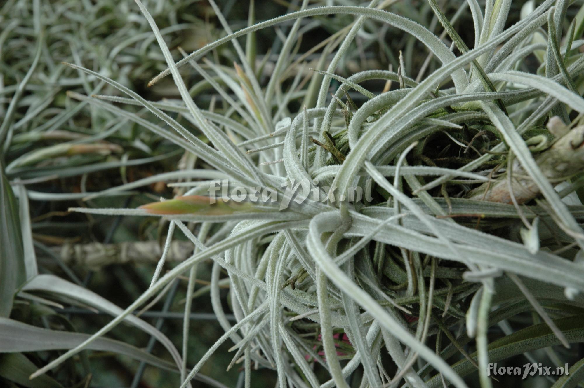 Tillandsia lepidosepala