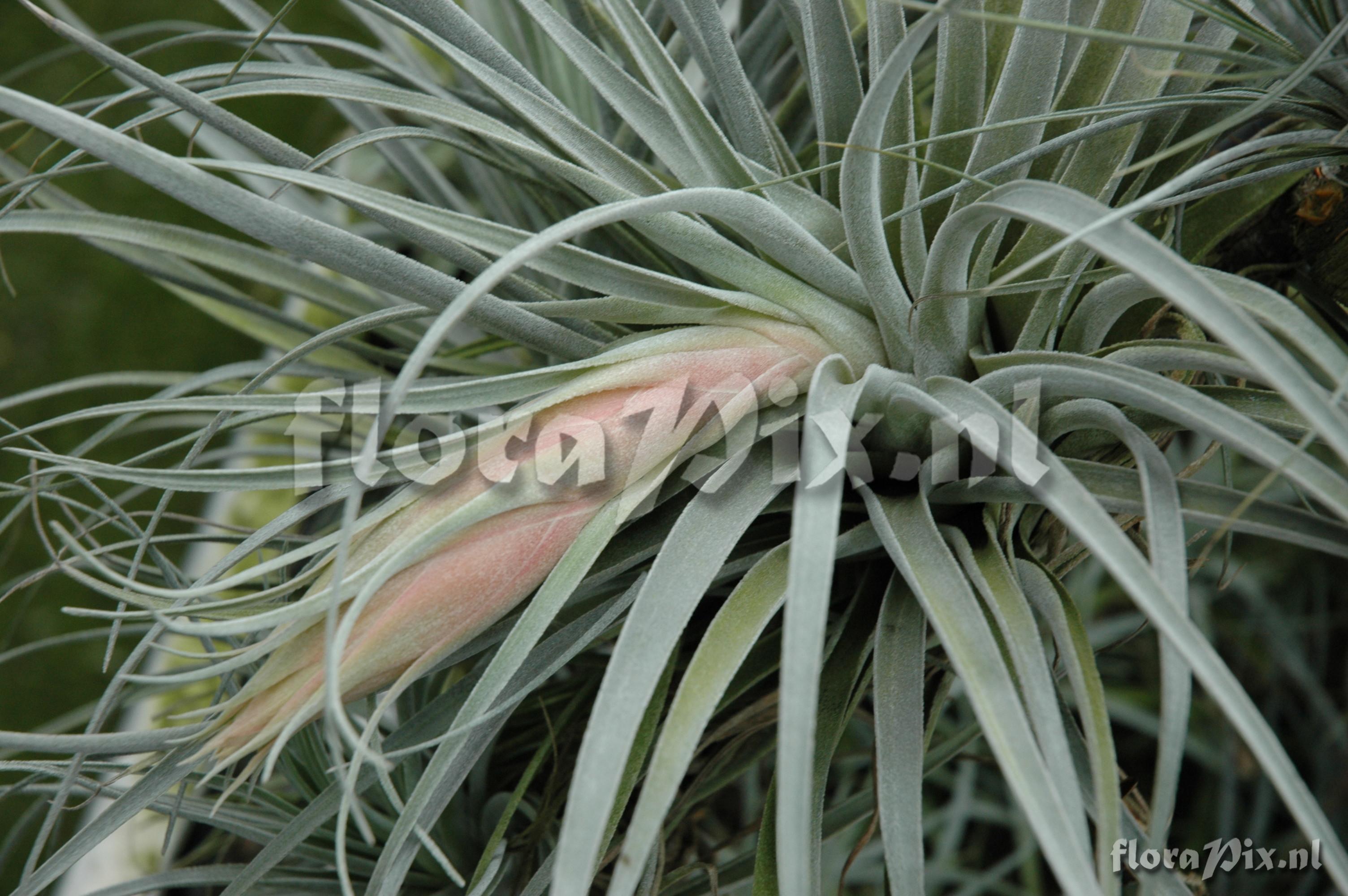 Tillandsia macdougallii