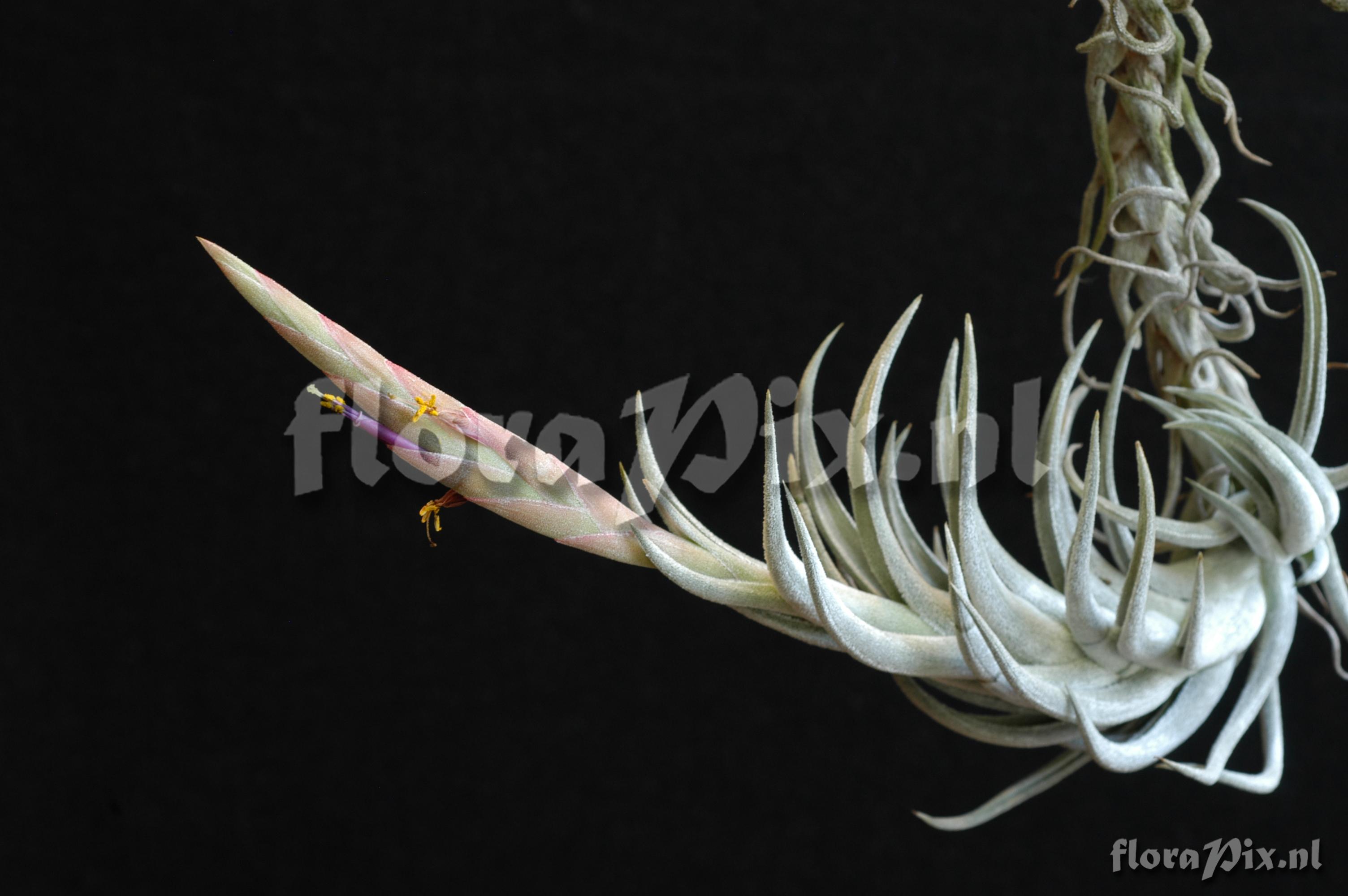 Tillandsia mitlaensis