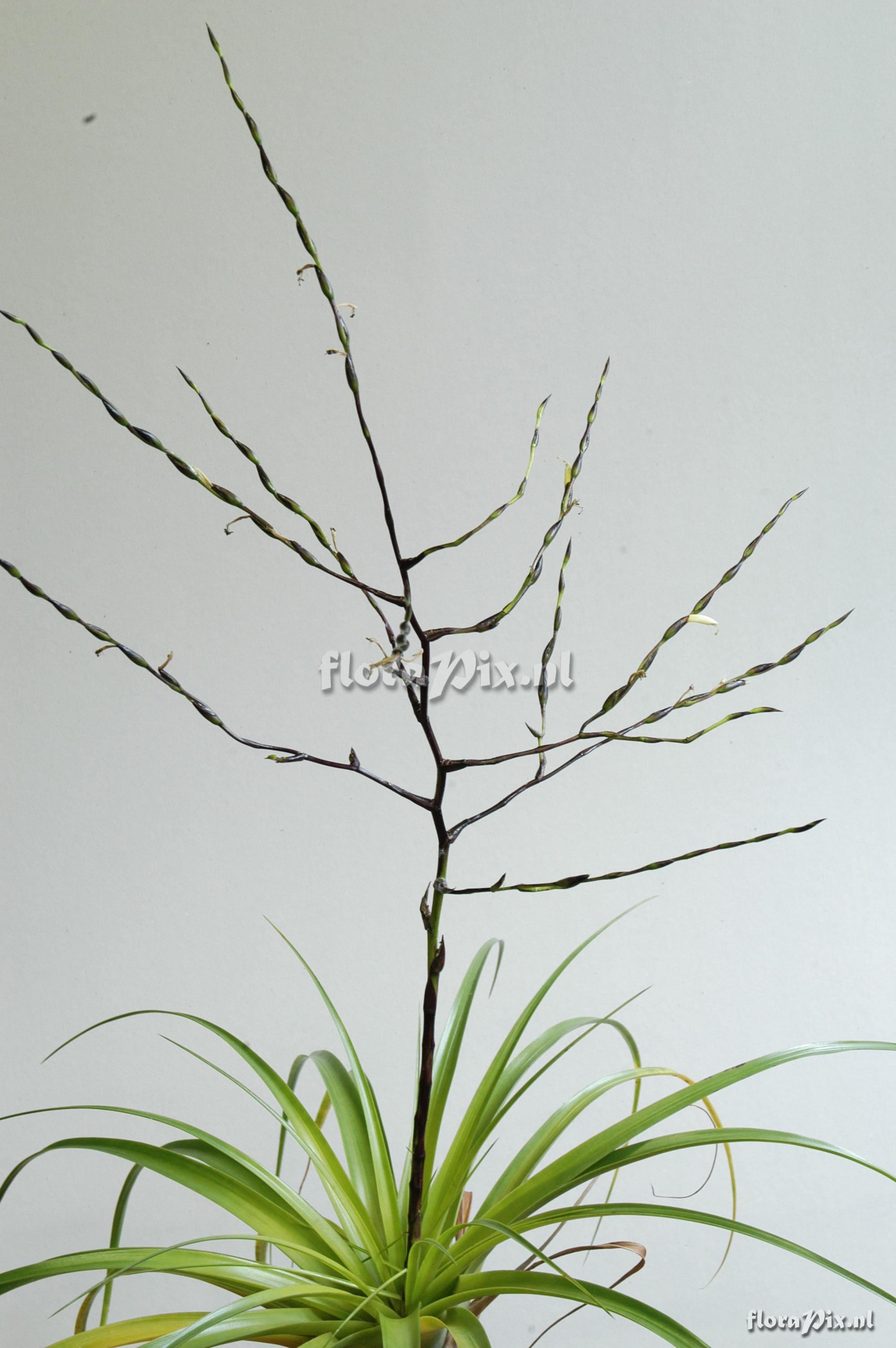 Tillandsia nigri-stipitata