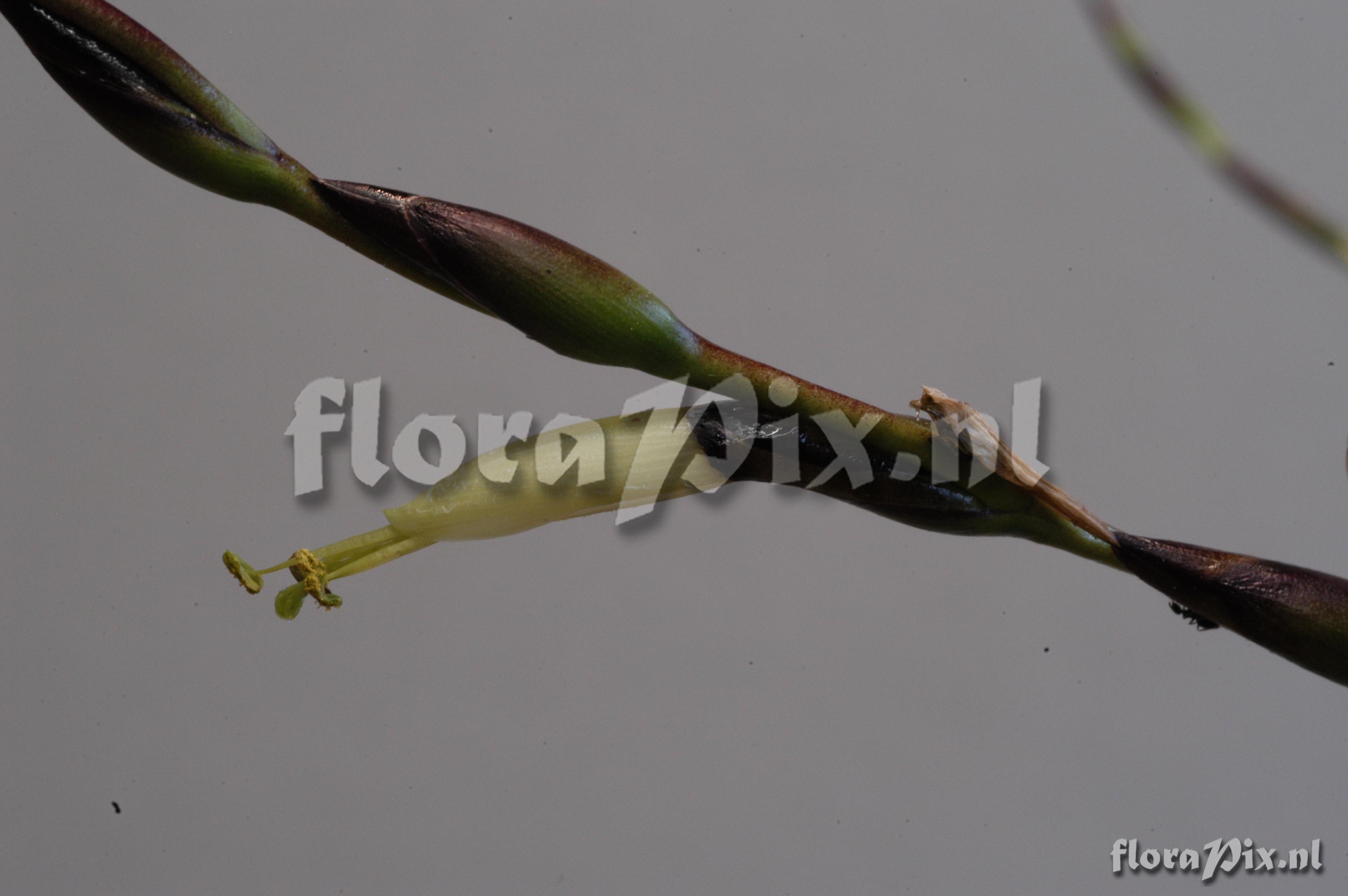 Tillandsia nigri-stipitata