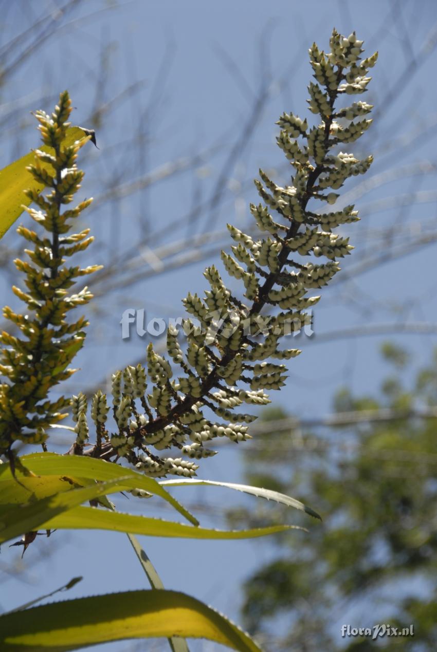 Aechmea angustifolia