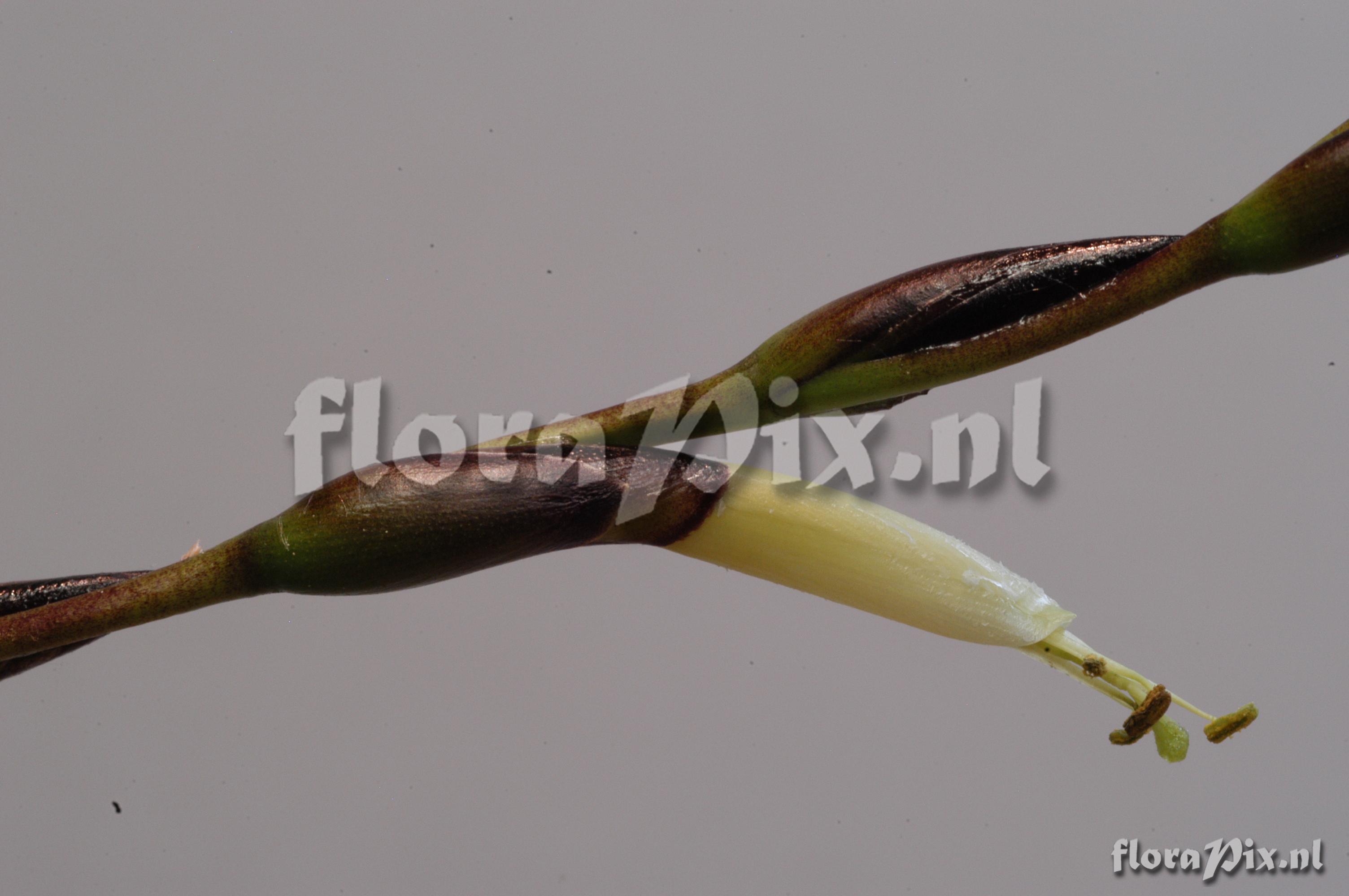 Tillandsia nigri-stipitata