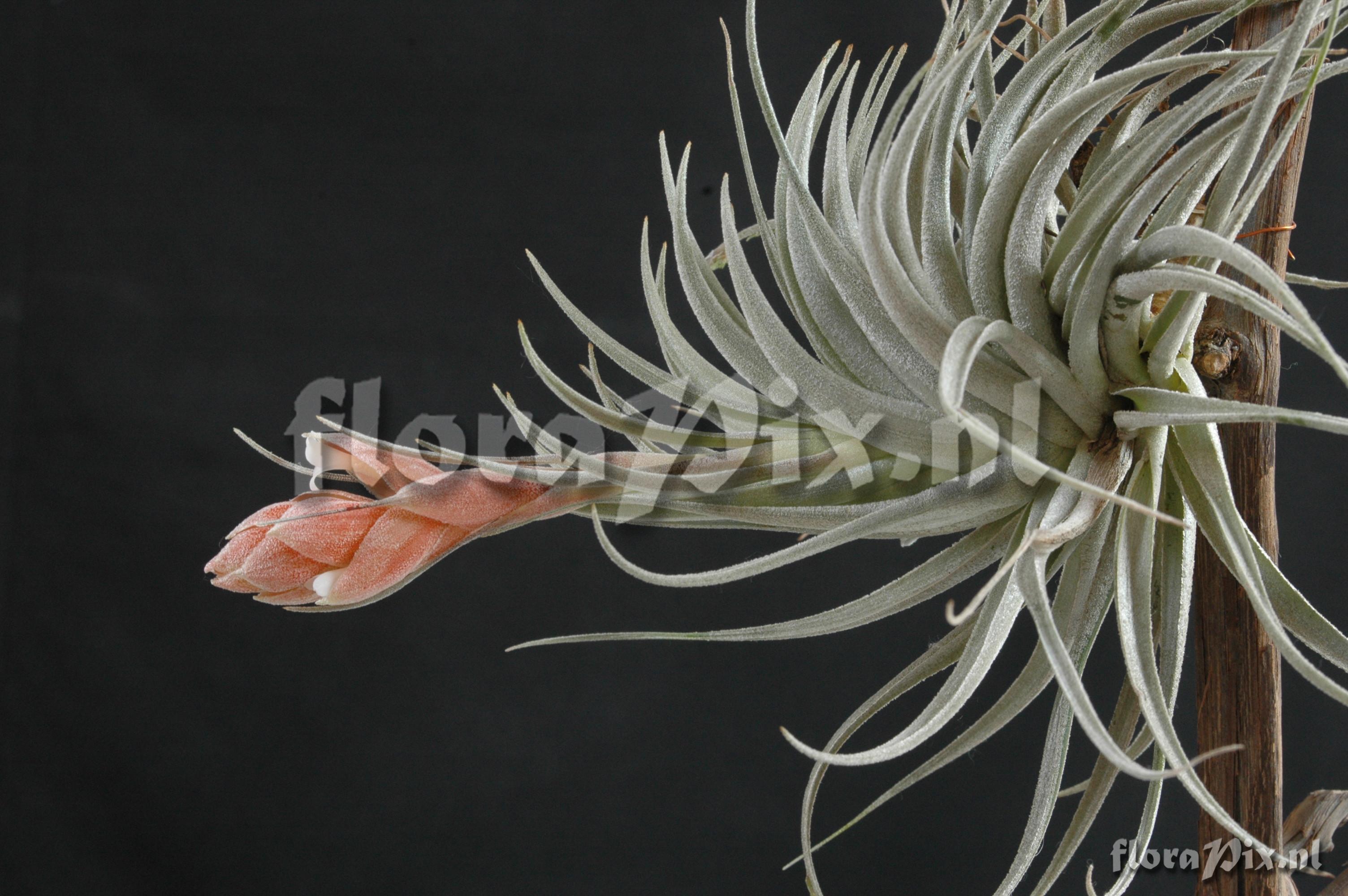 Tillandsia recurvifolia var. subsecundifolia