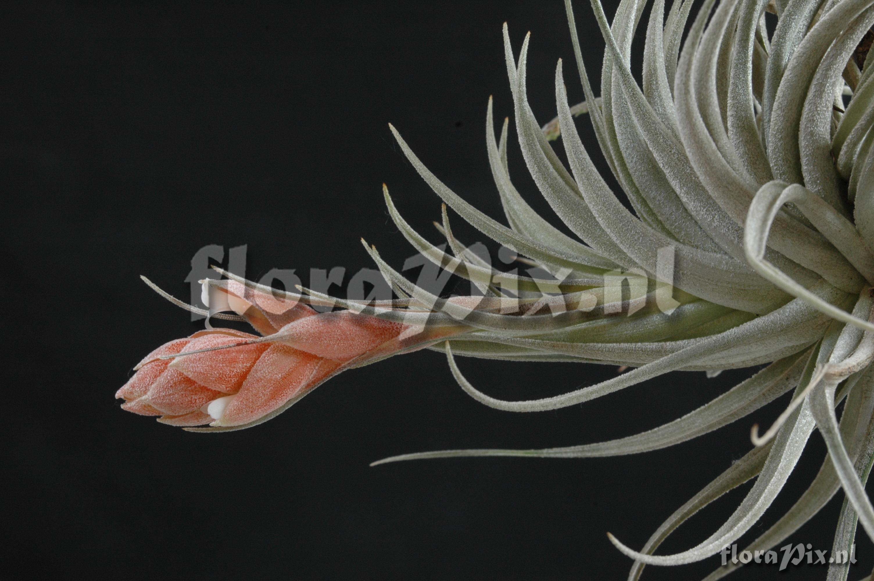 Tillandsia recurvifolia var. subsecundifolia