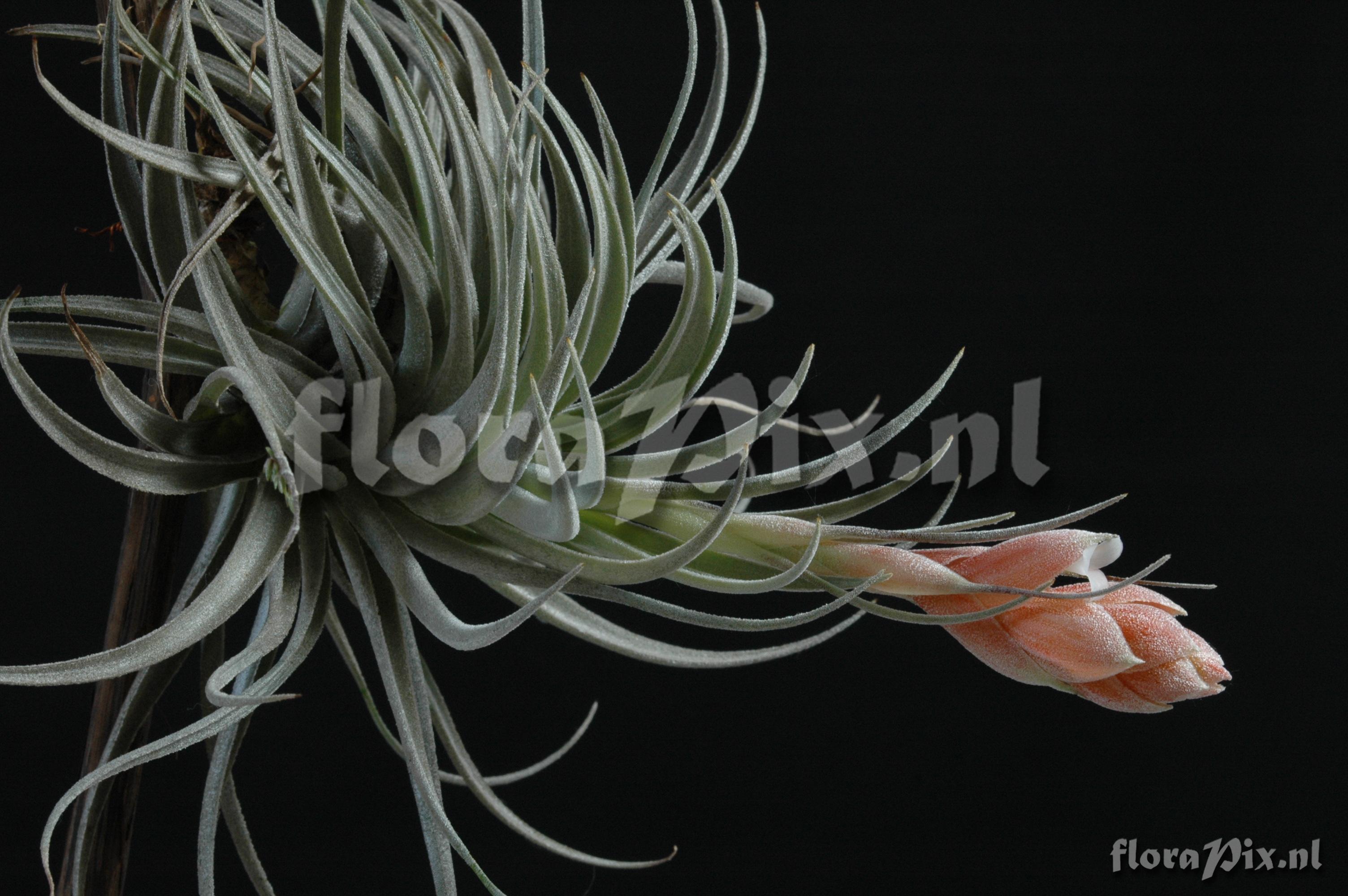 Tillandsia recurvifolia var. subsecundifolia