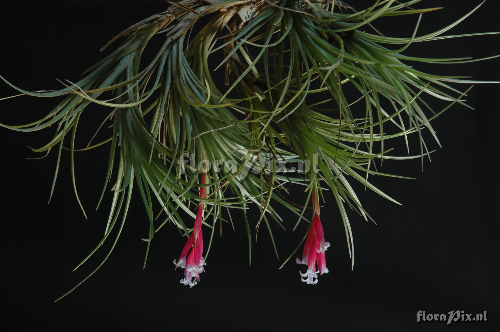 Tillandsia argentina