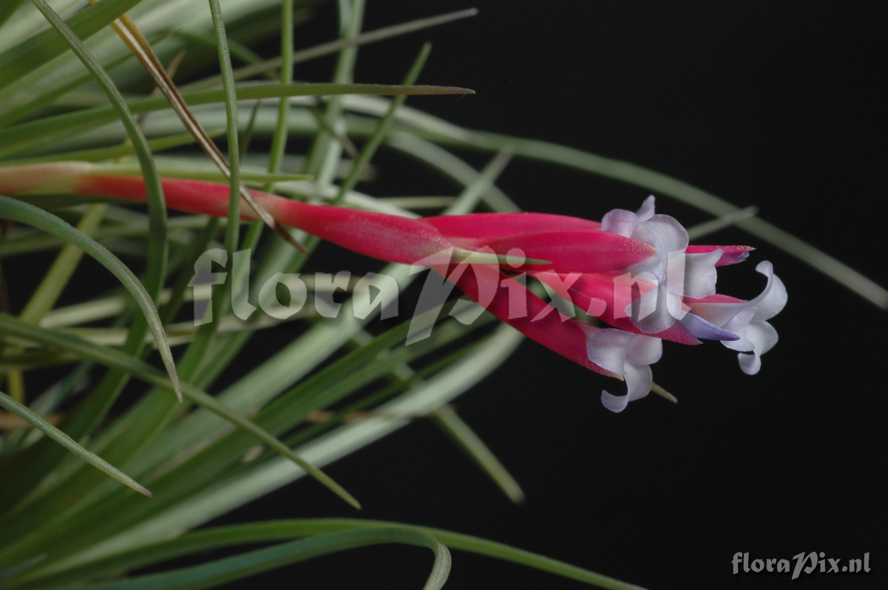 Tillandsia duratii