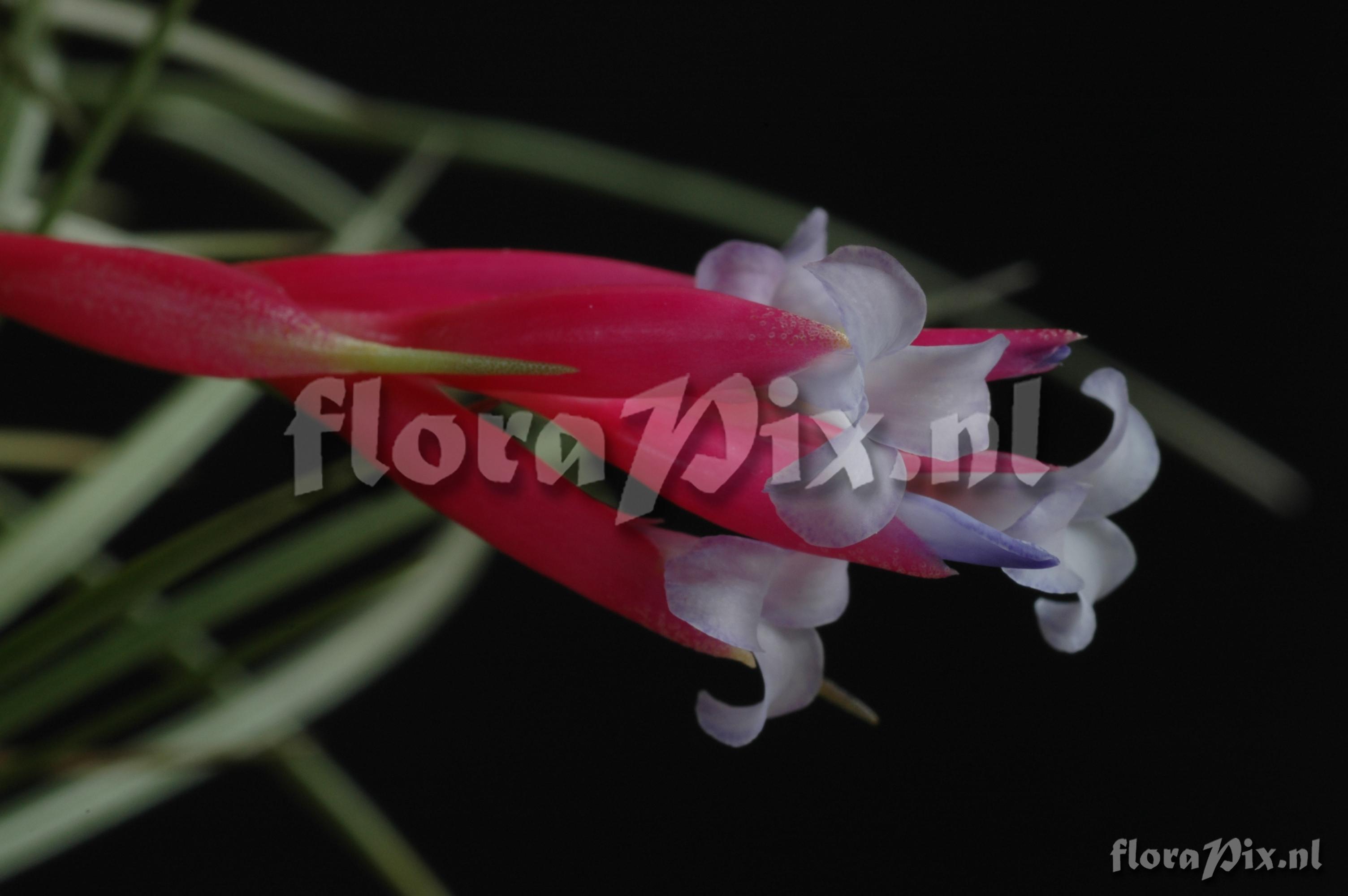 Tillandsia usneoides