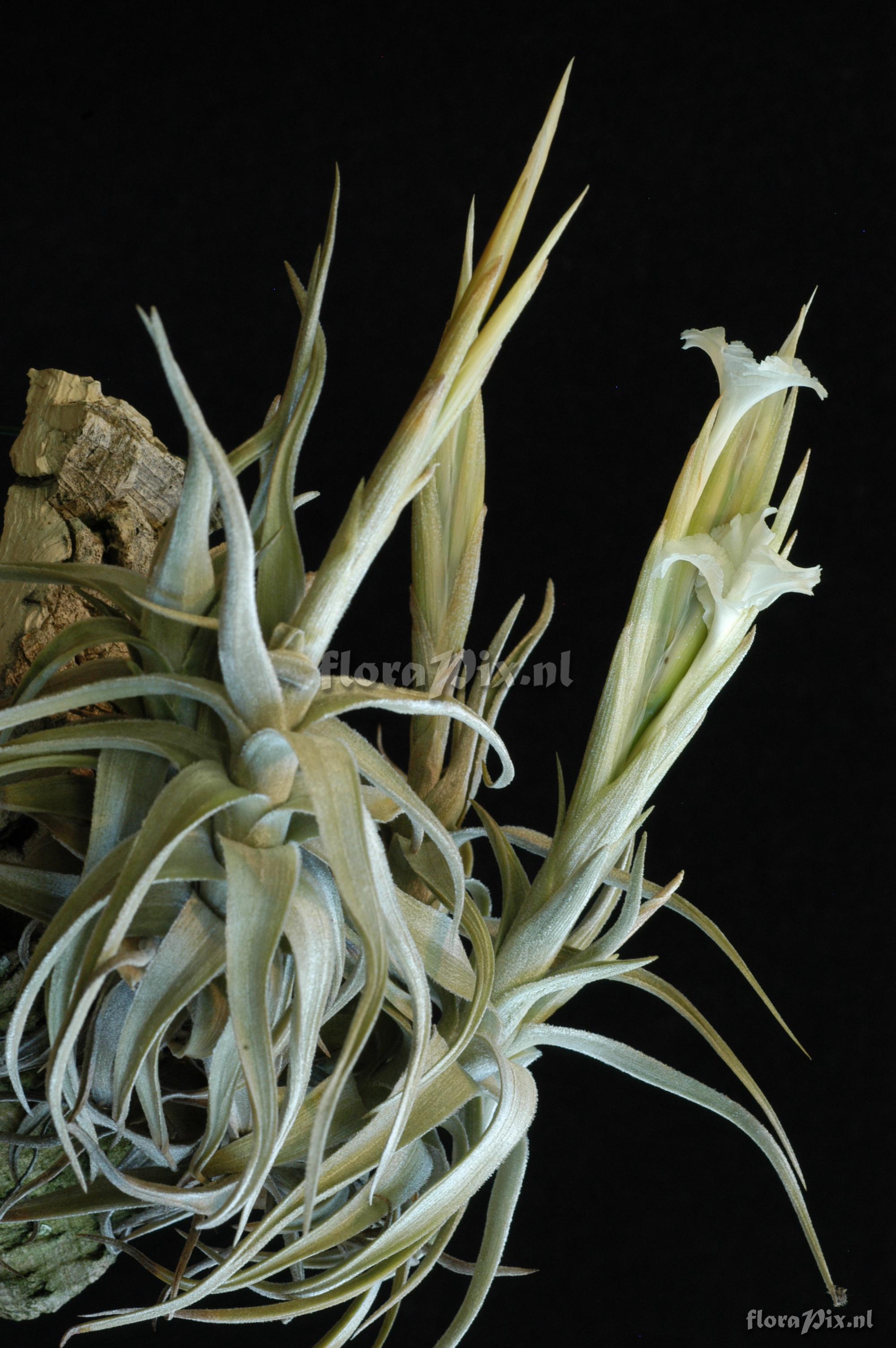 Tillandsia xiphioides