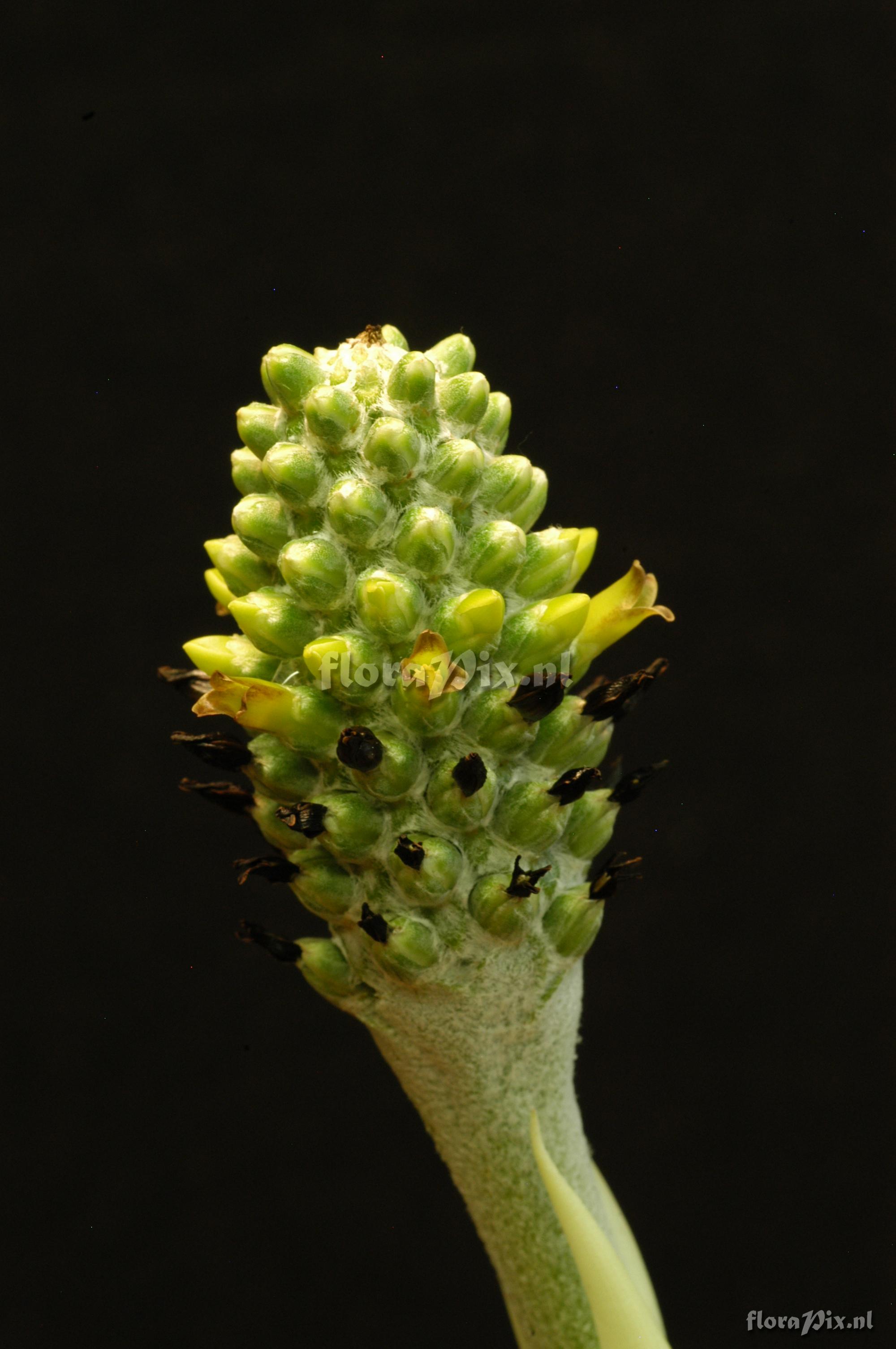 Aechmea bromeliifolia