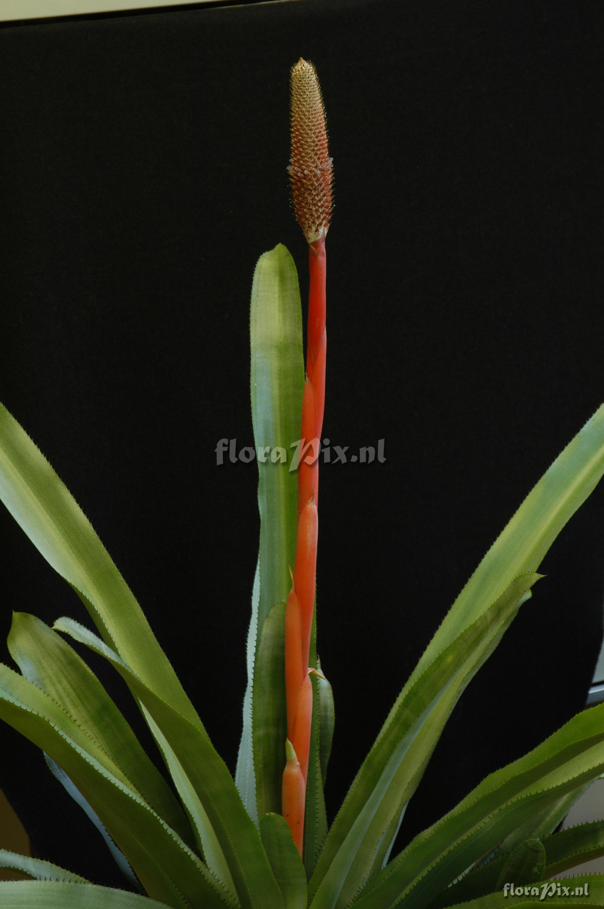 Aechmea alopecurus