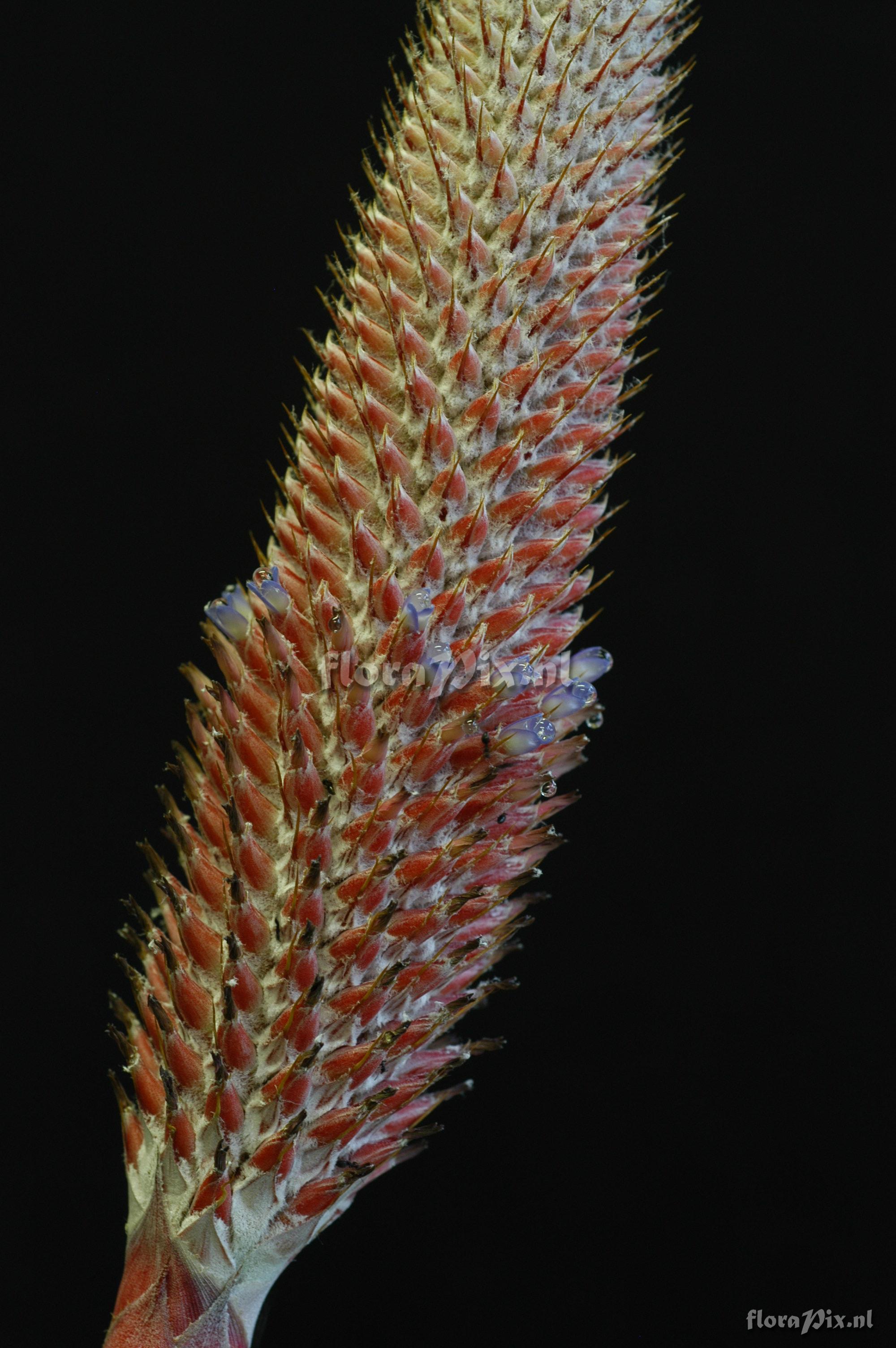 Aechmea alopecurus