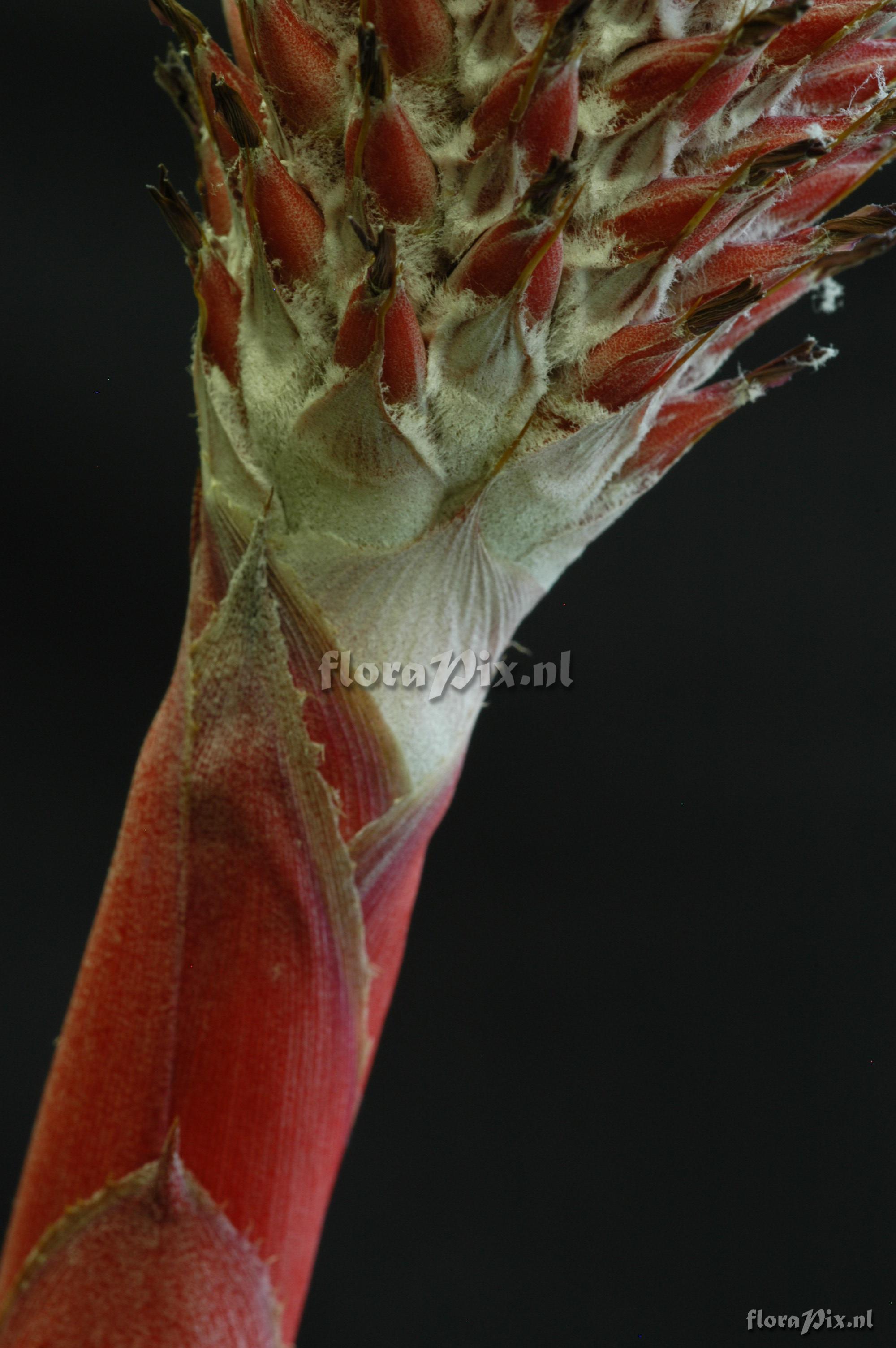 Aechmea alopecurus