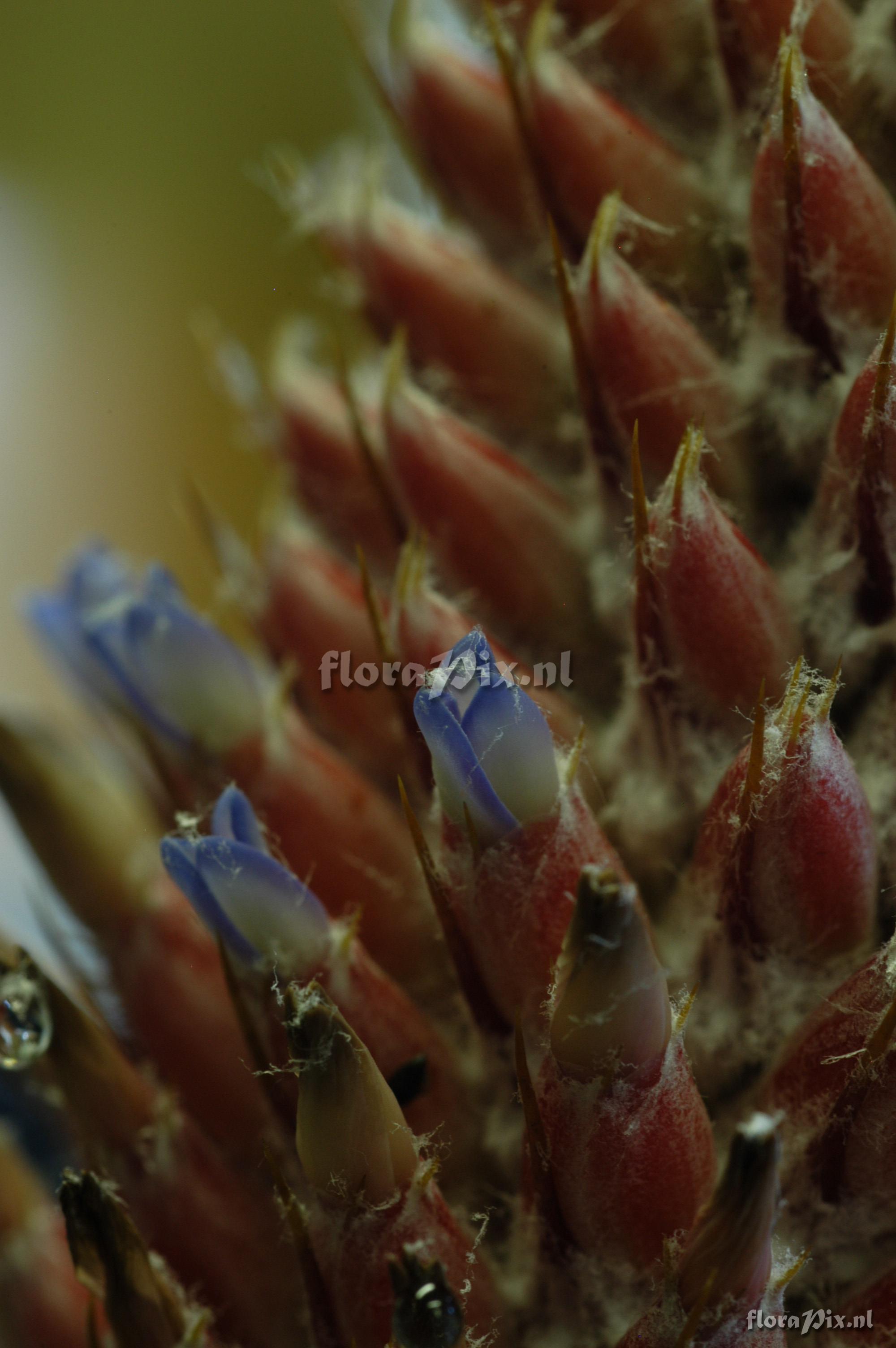 Aechmea alopecurus