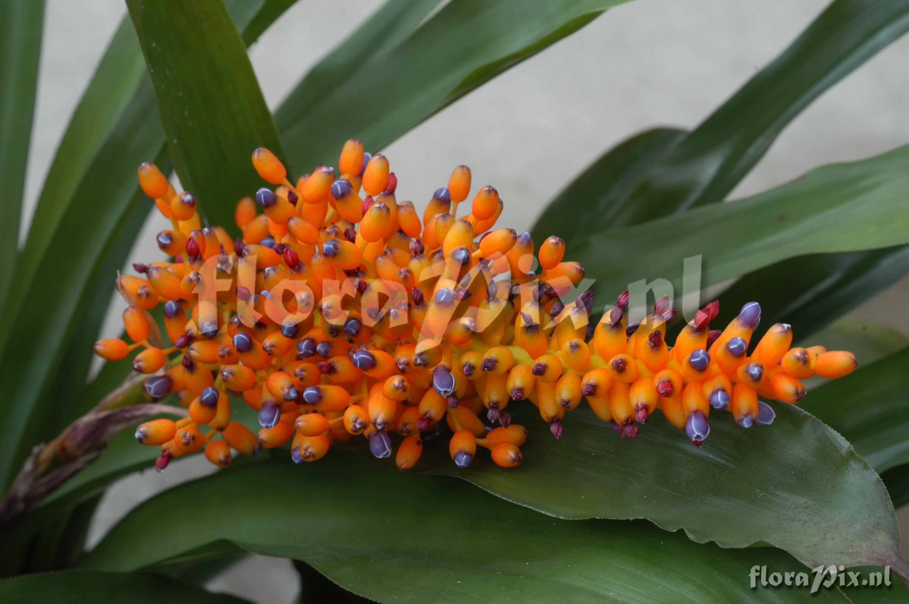 Tillandsia chiapensis EG263