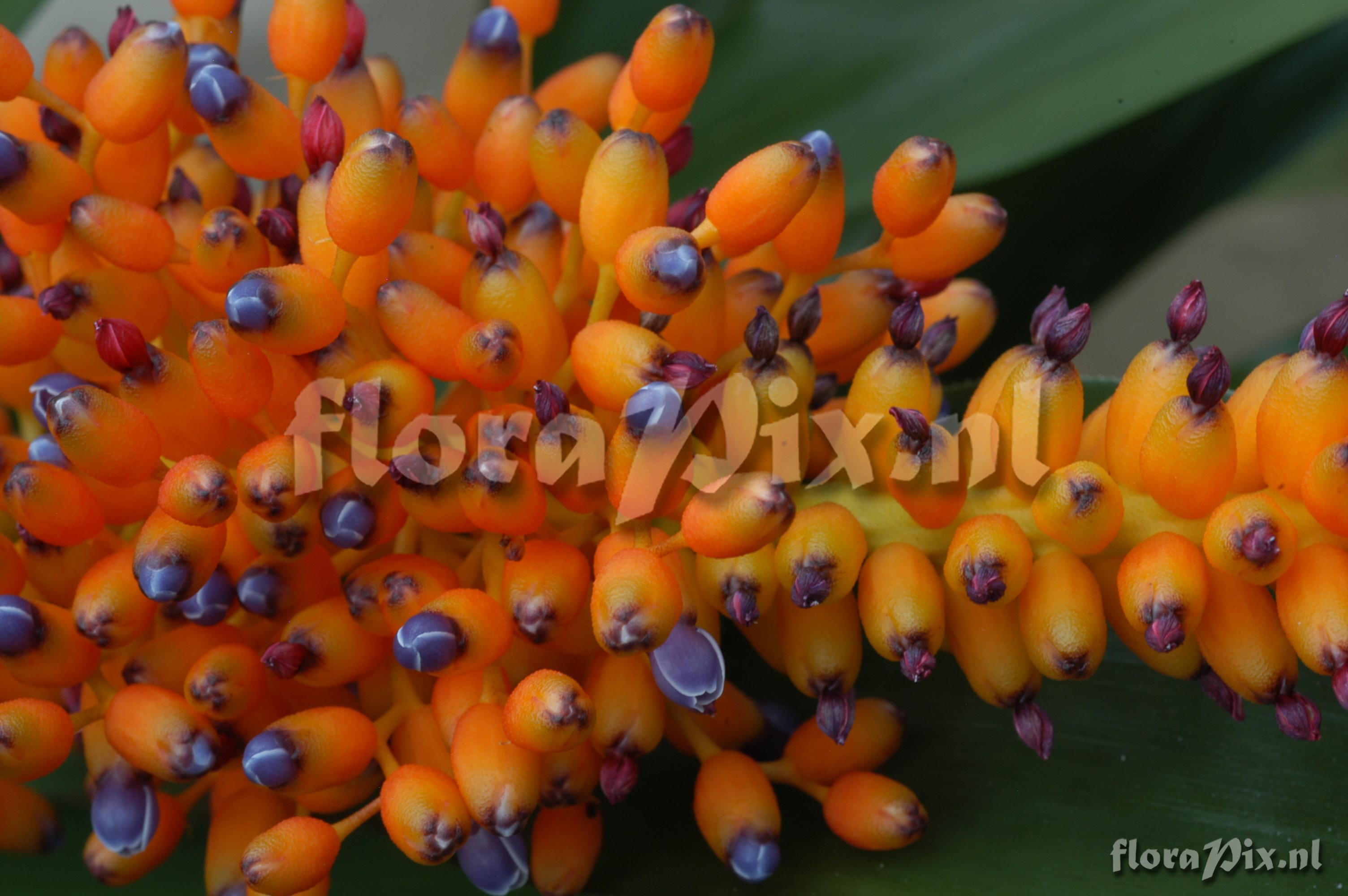 Aechmea capixabae