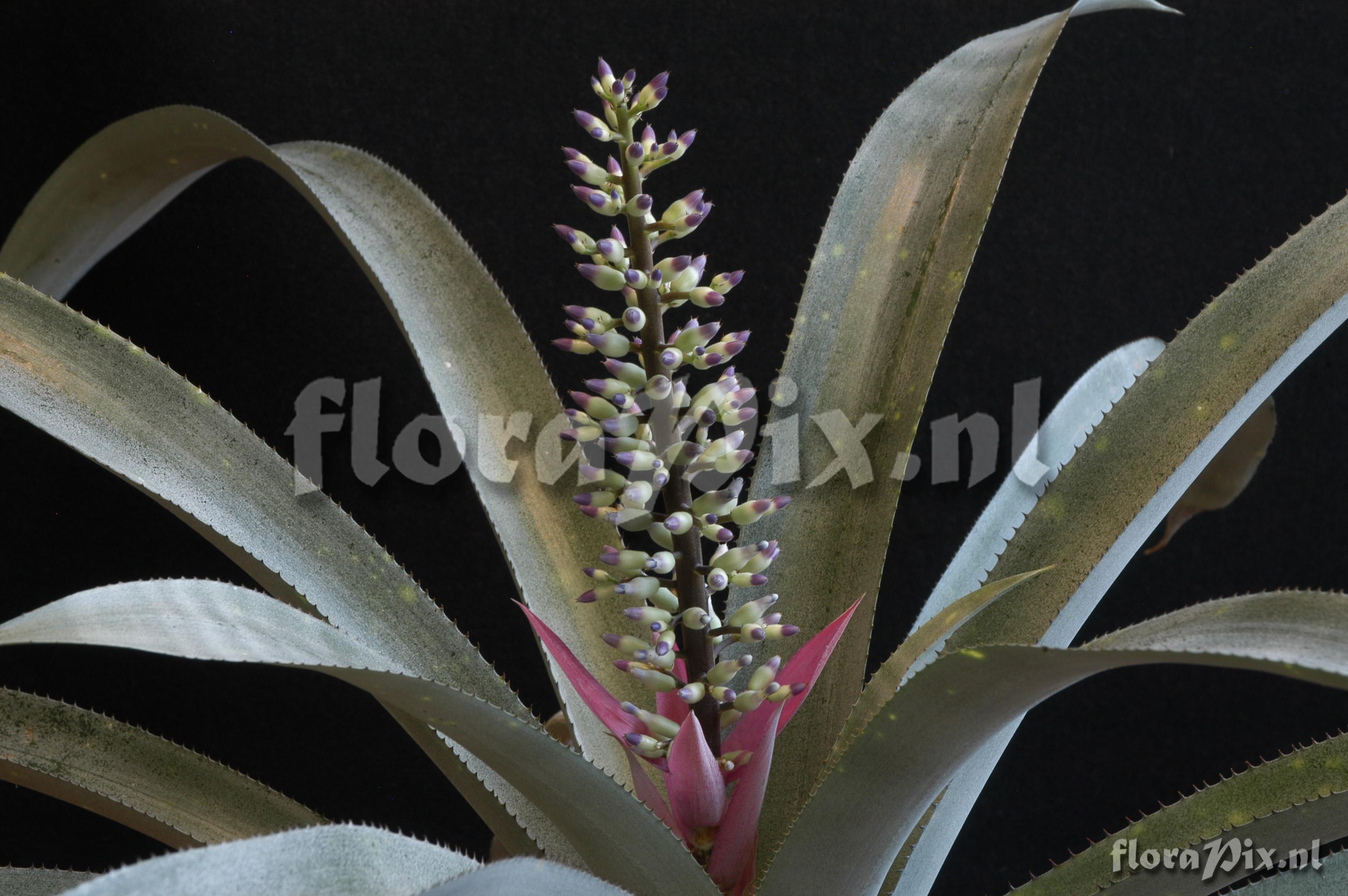 Aechmea castelnavii