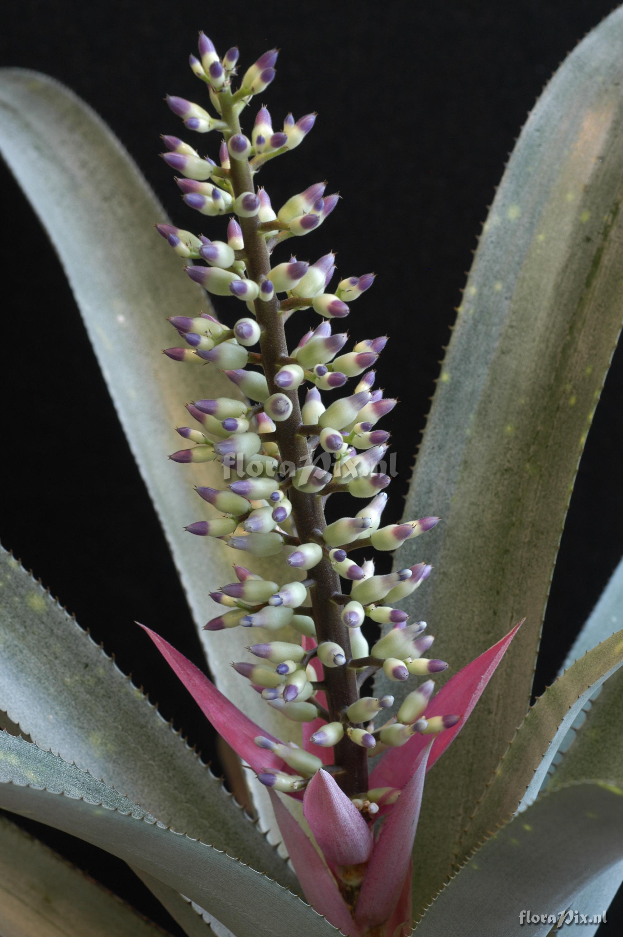 Aechmea castelnavii