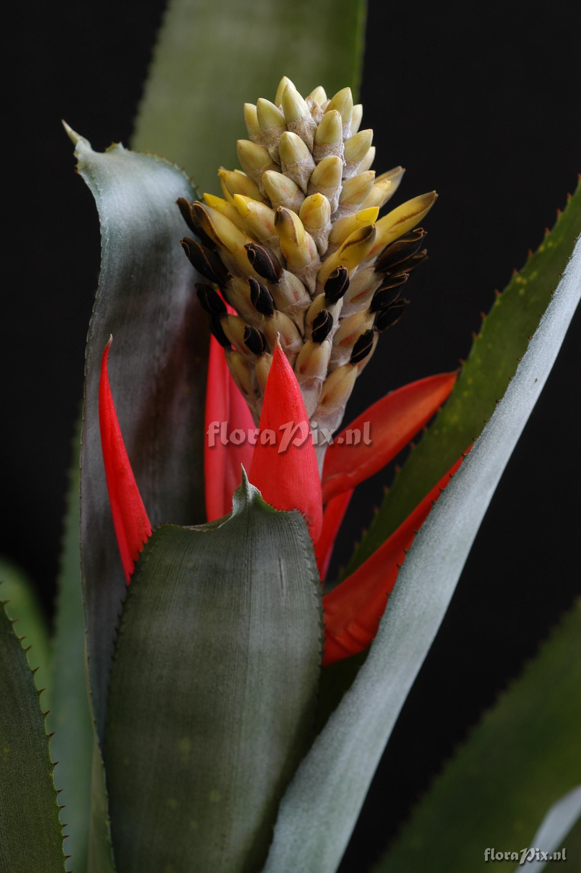 Aechmea chlorophylla