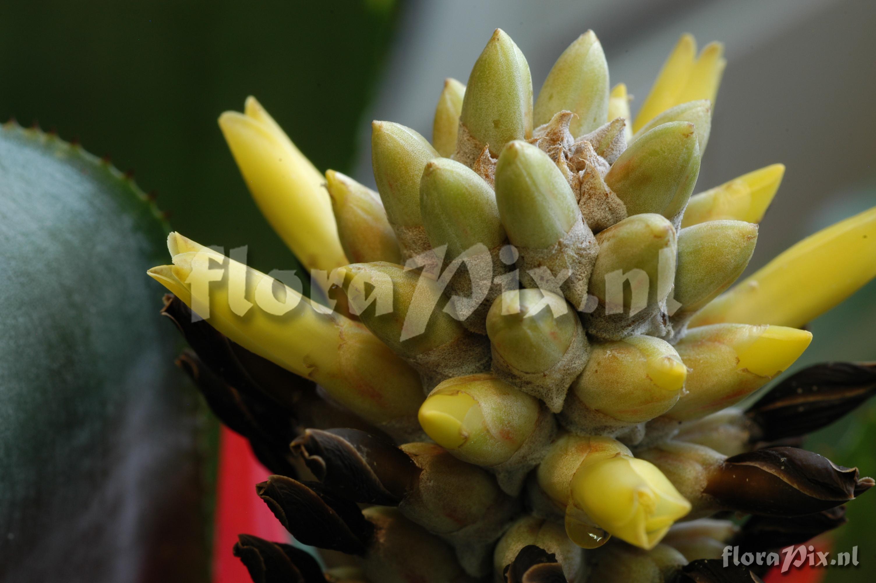 Aechmea chlorophylla