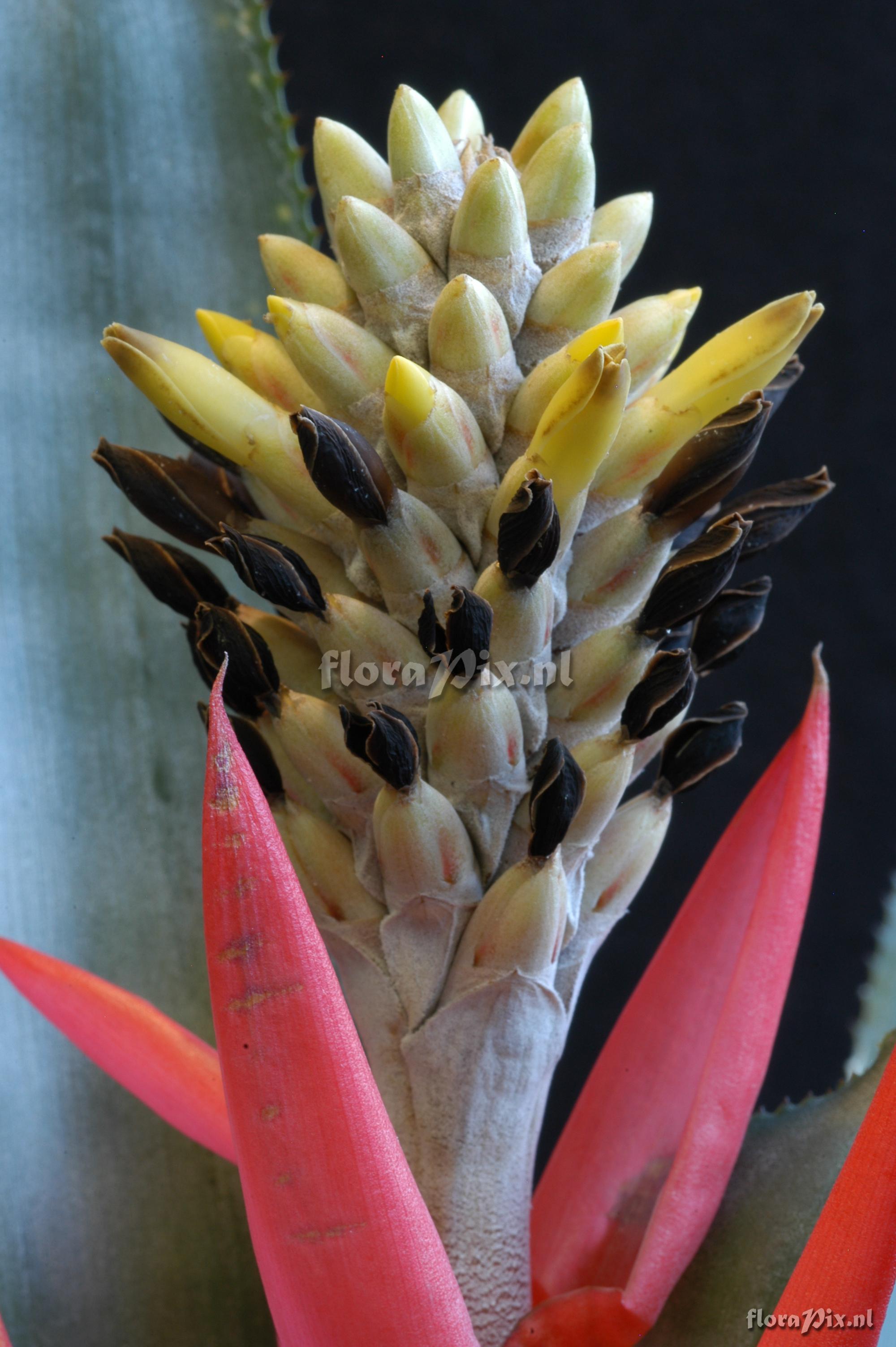 Aechmea chlorophylla