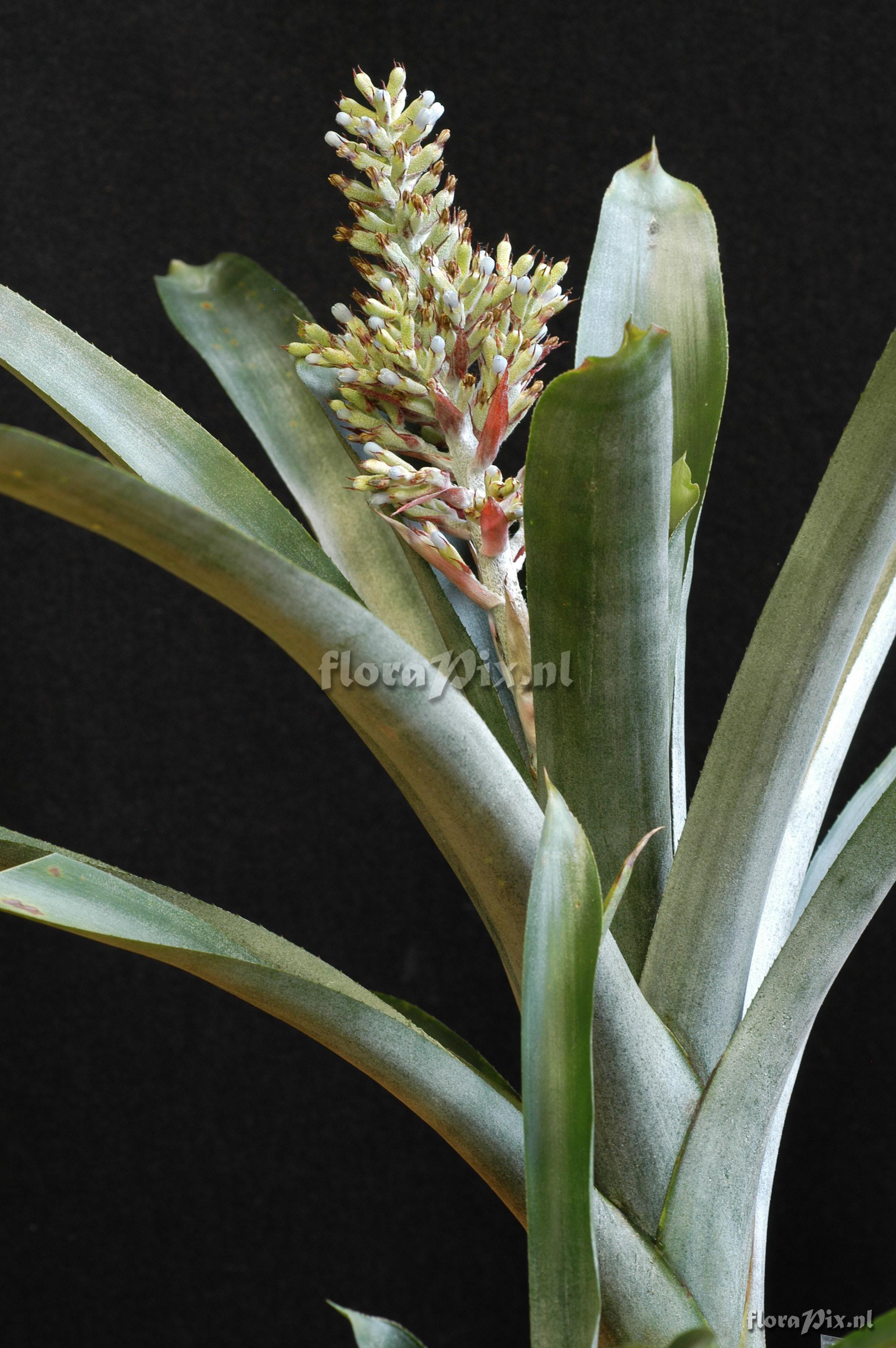 Aechmea coelestis var. coelestis 2006GR00646 left