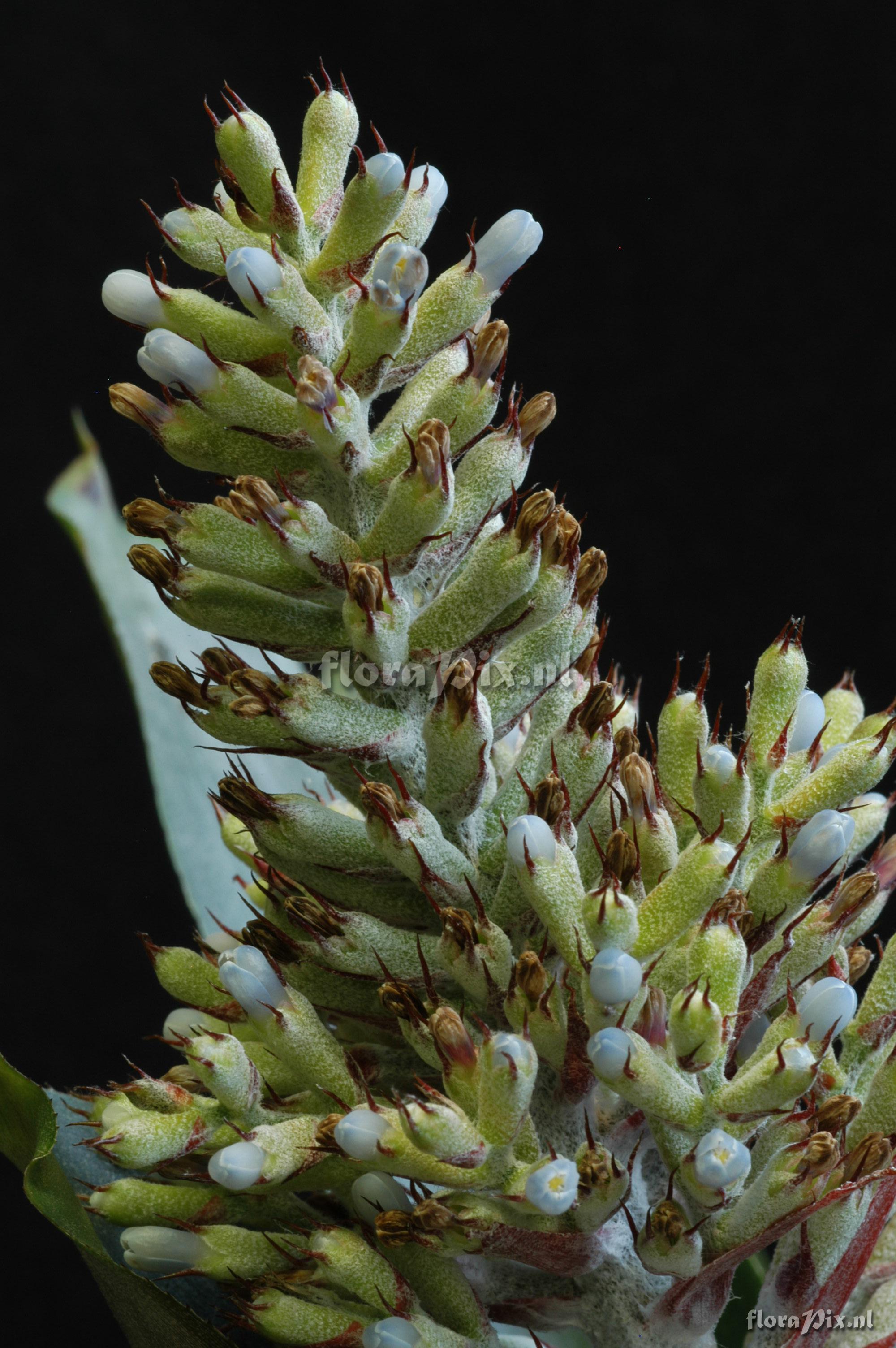 Aechmea coelestis var coelestis