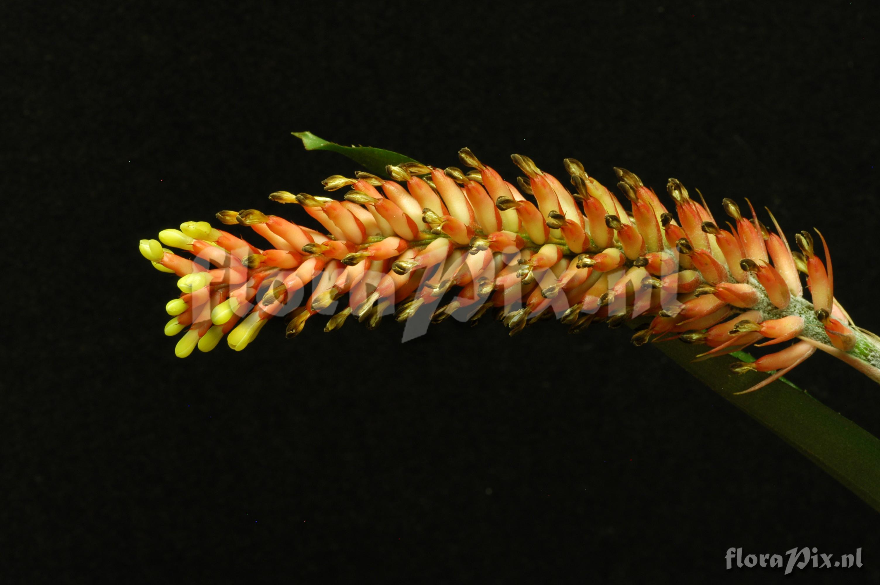 Aechmea comata var comata