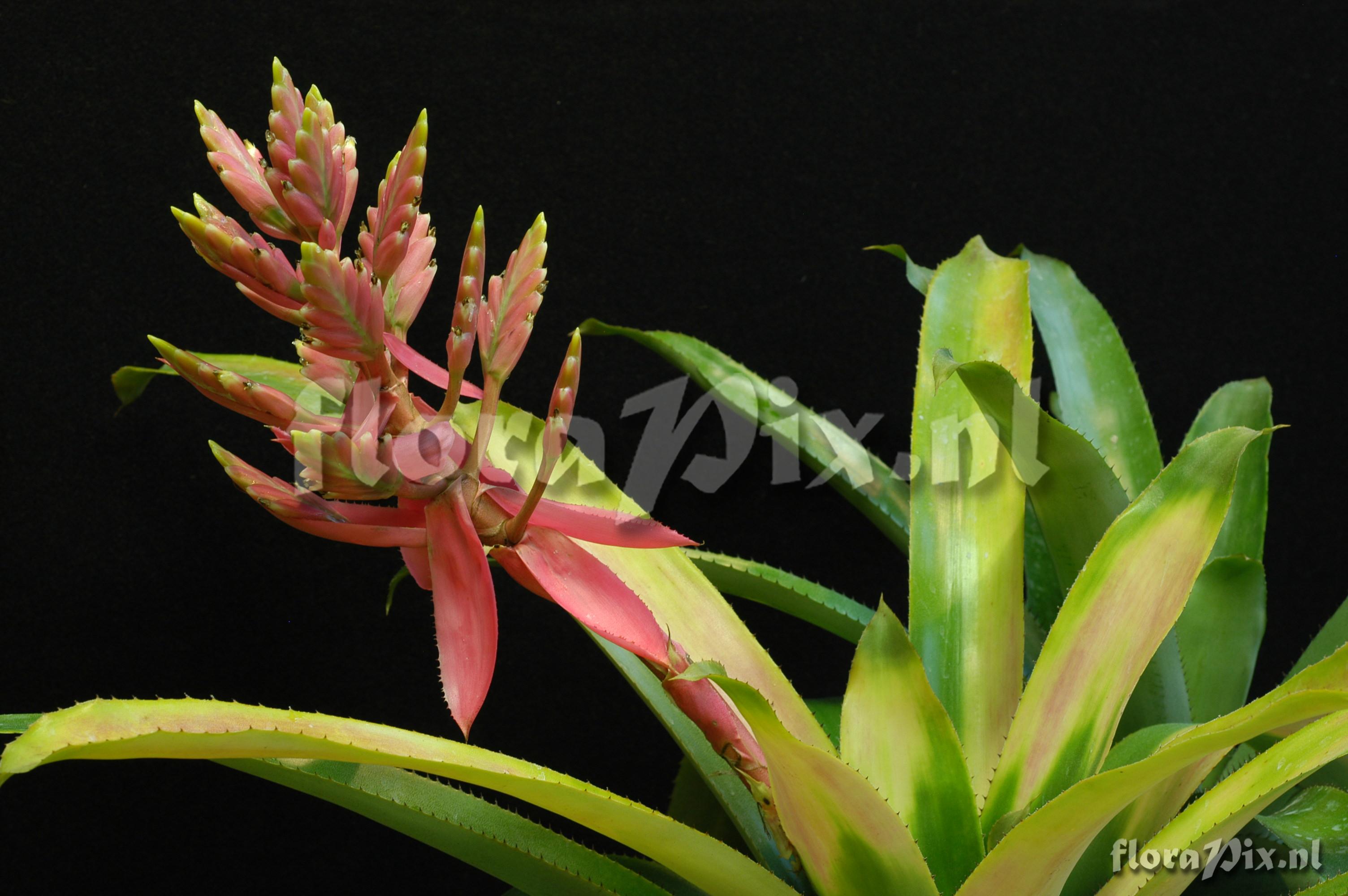 Aechmea cucullata