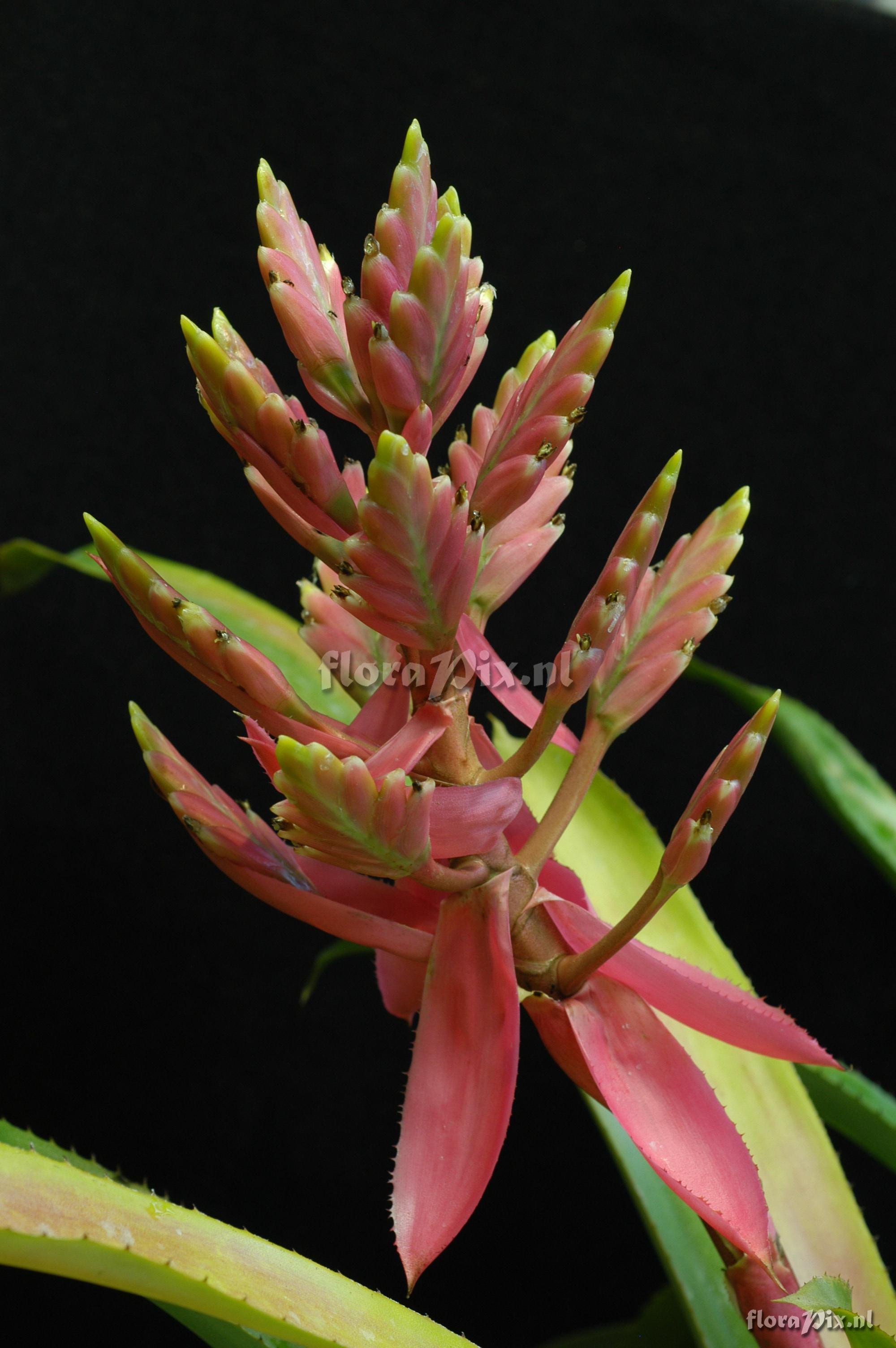 Aechmea cucullata