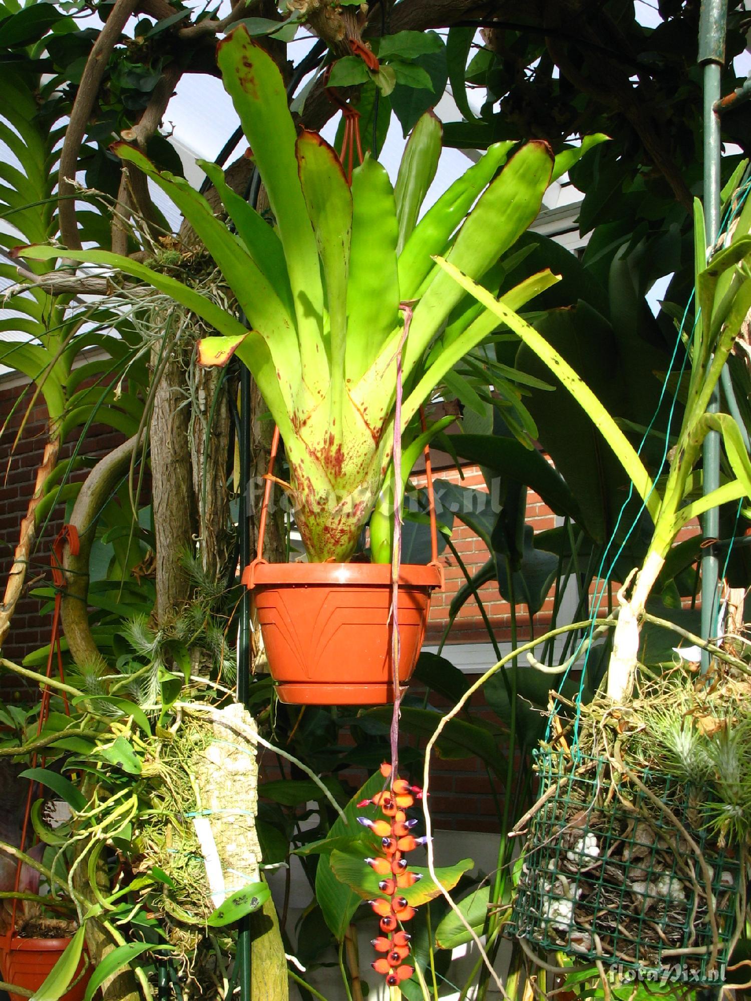 Aechmea warasii